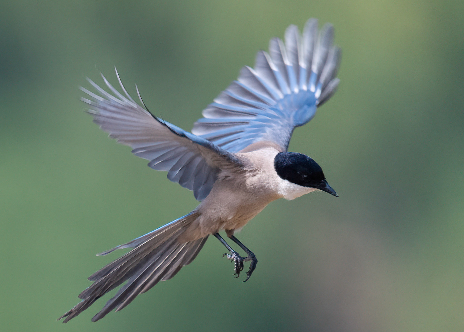 Azure-winged Magpie, Adamuz,Andulucia, Spain. 30/05/22.
