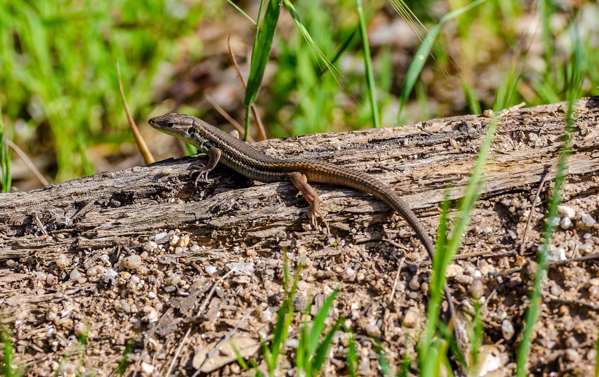 Iberian Wall Lizard, Andjucar Spain 17/04/15