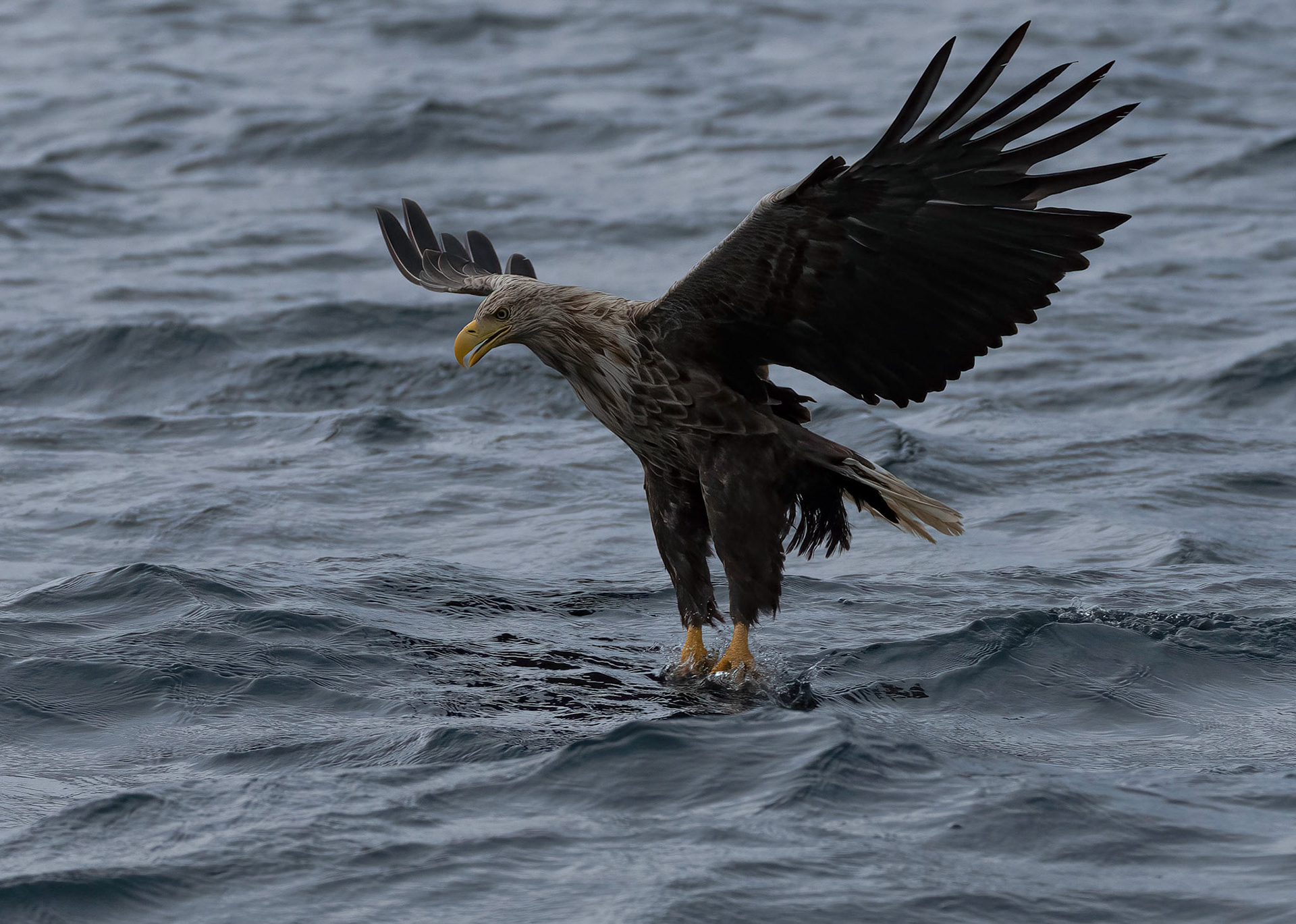 White-tailed Eagle, Loch Na Keal, Mull Scotland. 05/08/21.