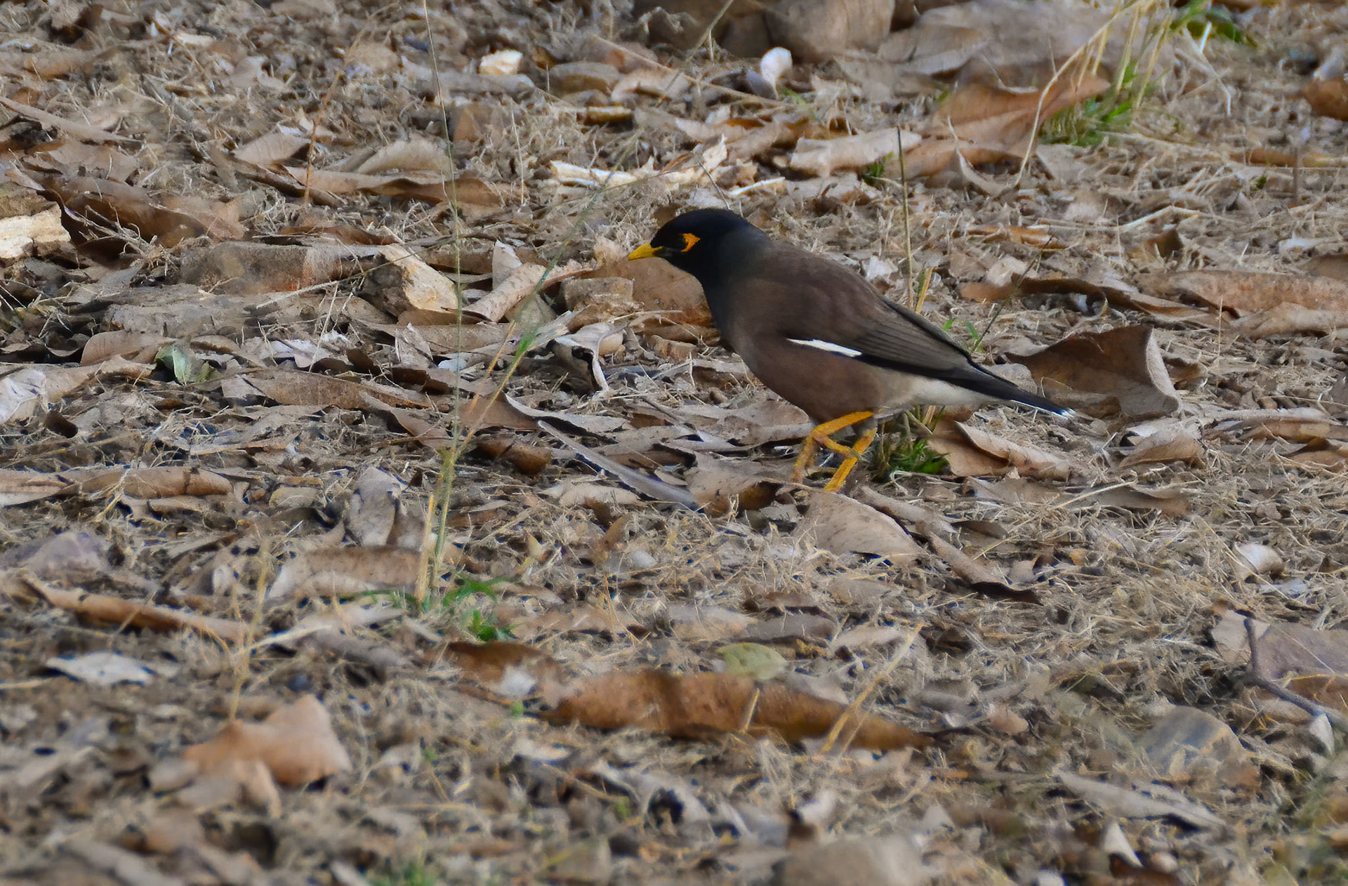 Bank Myna, Ranthambore NP, Rajasthan India 12/03/14.