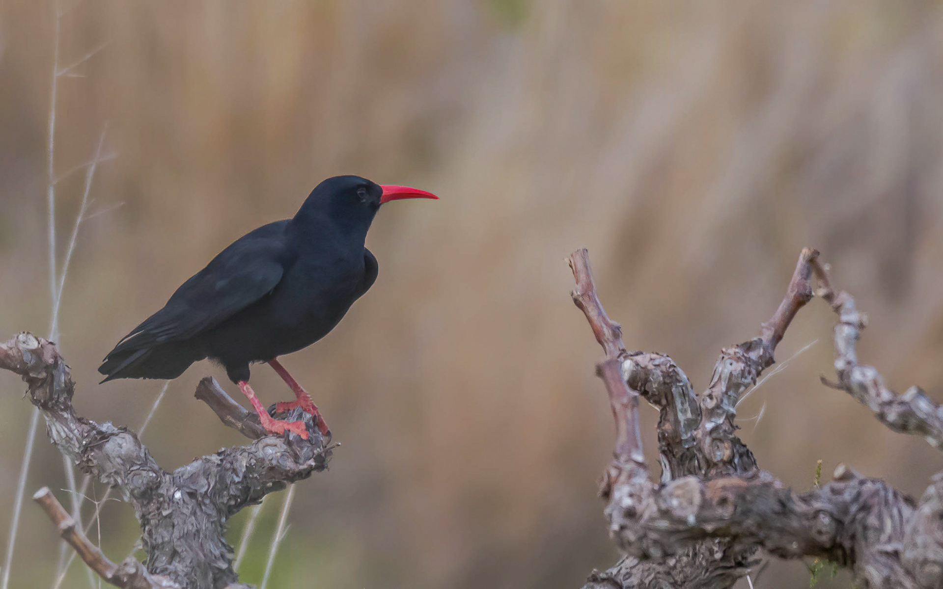 Chough, La Biar Spain, 14/03/18