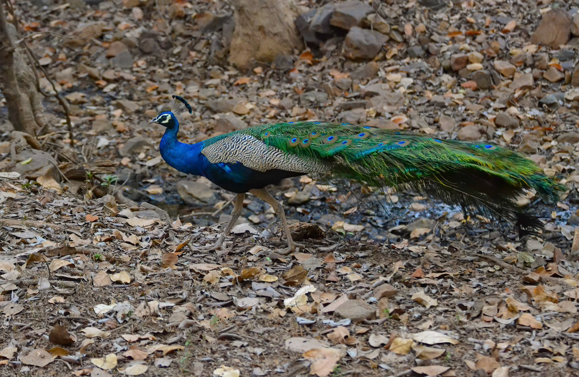 Indian Pea Fowl m, Ranthambore NP, Rajasthan India 12/03/14.