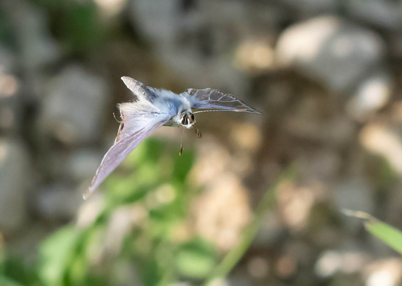 Long-tailed Blue in flight, La Biar, Valencia, Spain. 12/10/21.