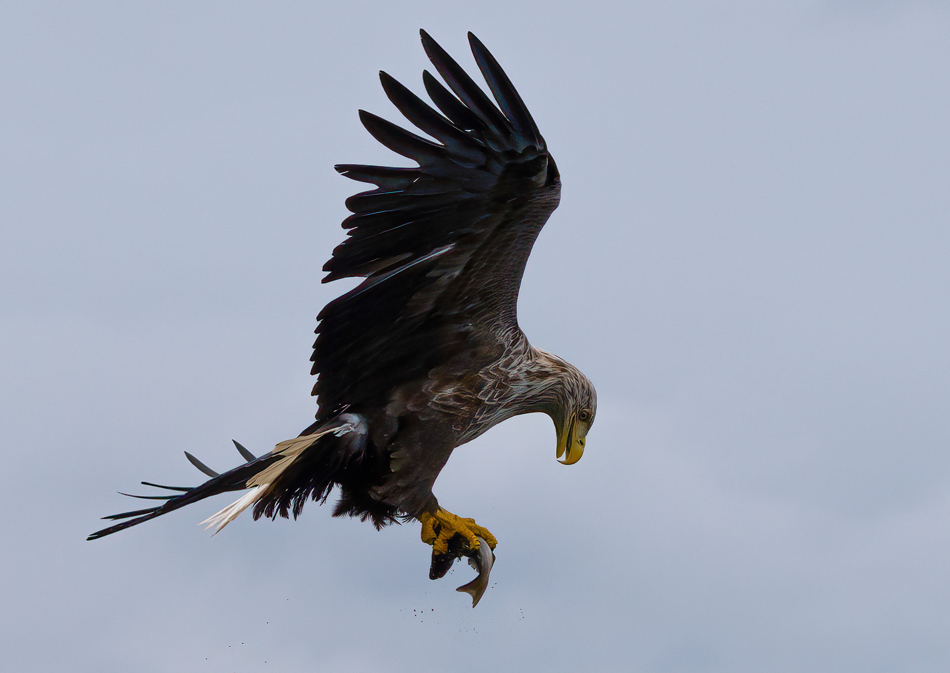 White-tailed Eagle f, Loch Na Keal, Mull, Scotland. 05/08/21.