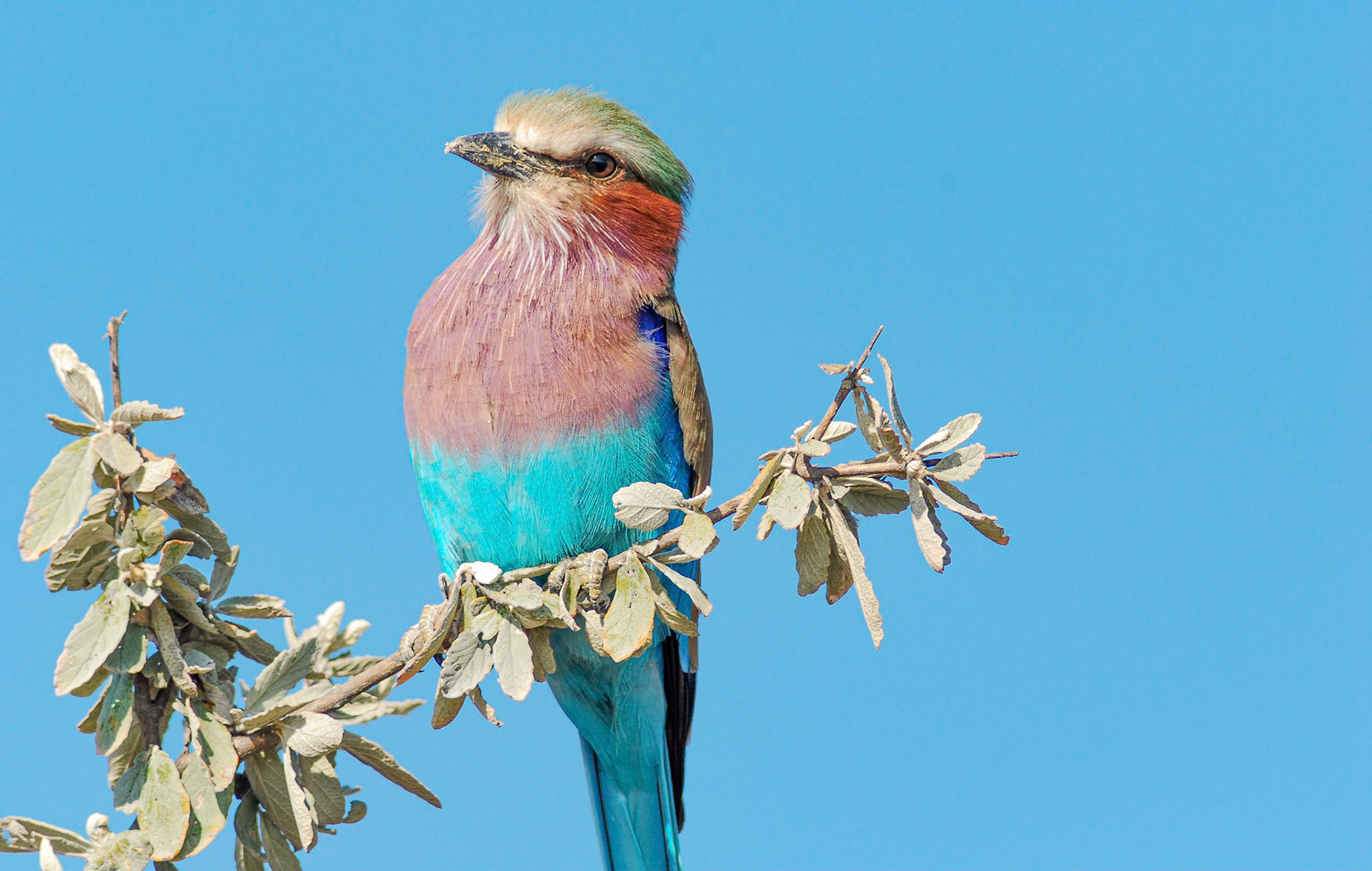 Lilac-breasted Roller, Etosha Namibia 21/04/09