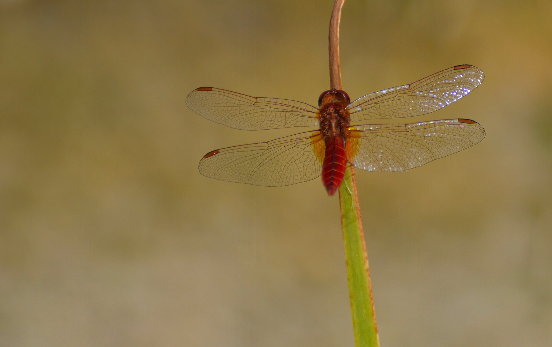 Carmine Darter, Alarcon Spain 26/06/13