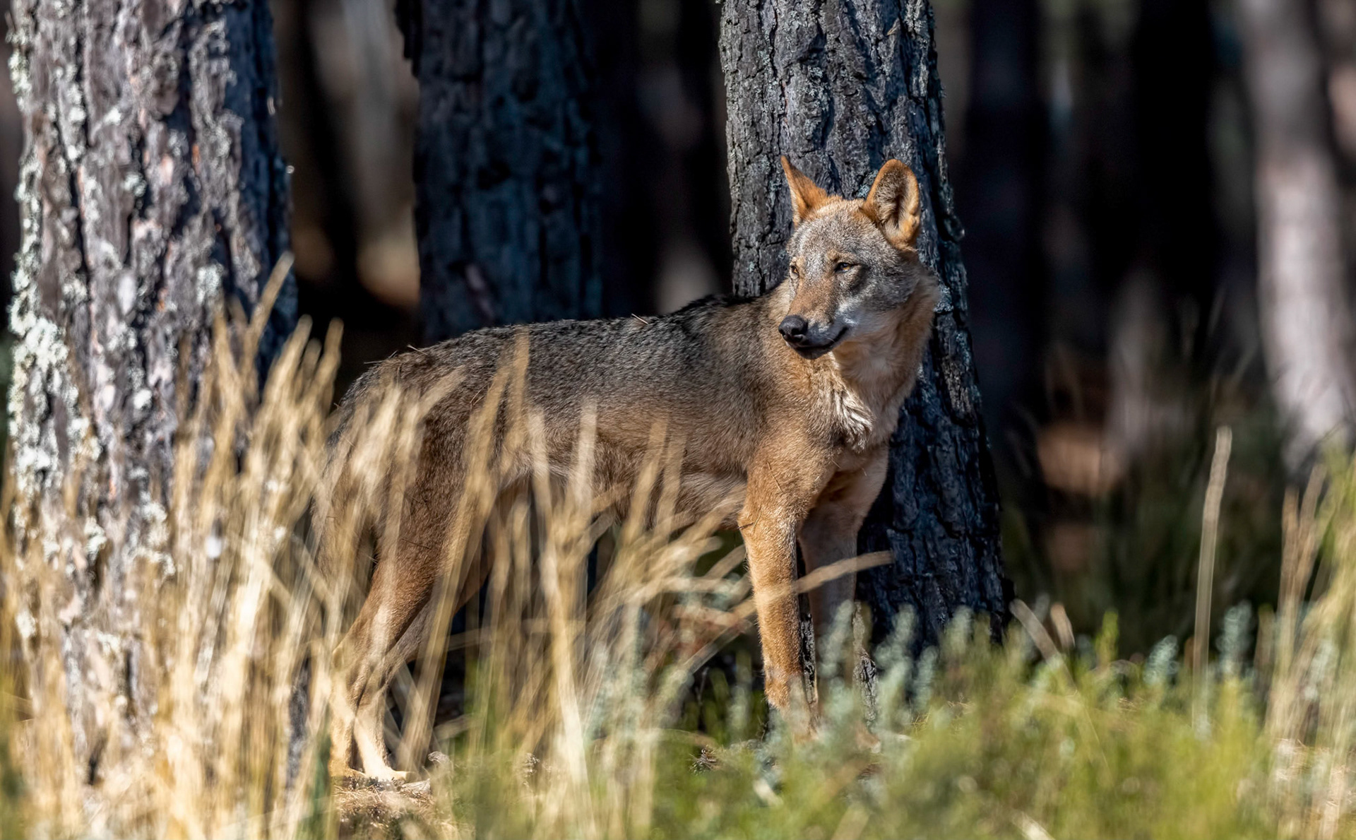 Iberian Wolf, Robledo Culebra Mnts Spain 27\09\19
