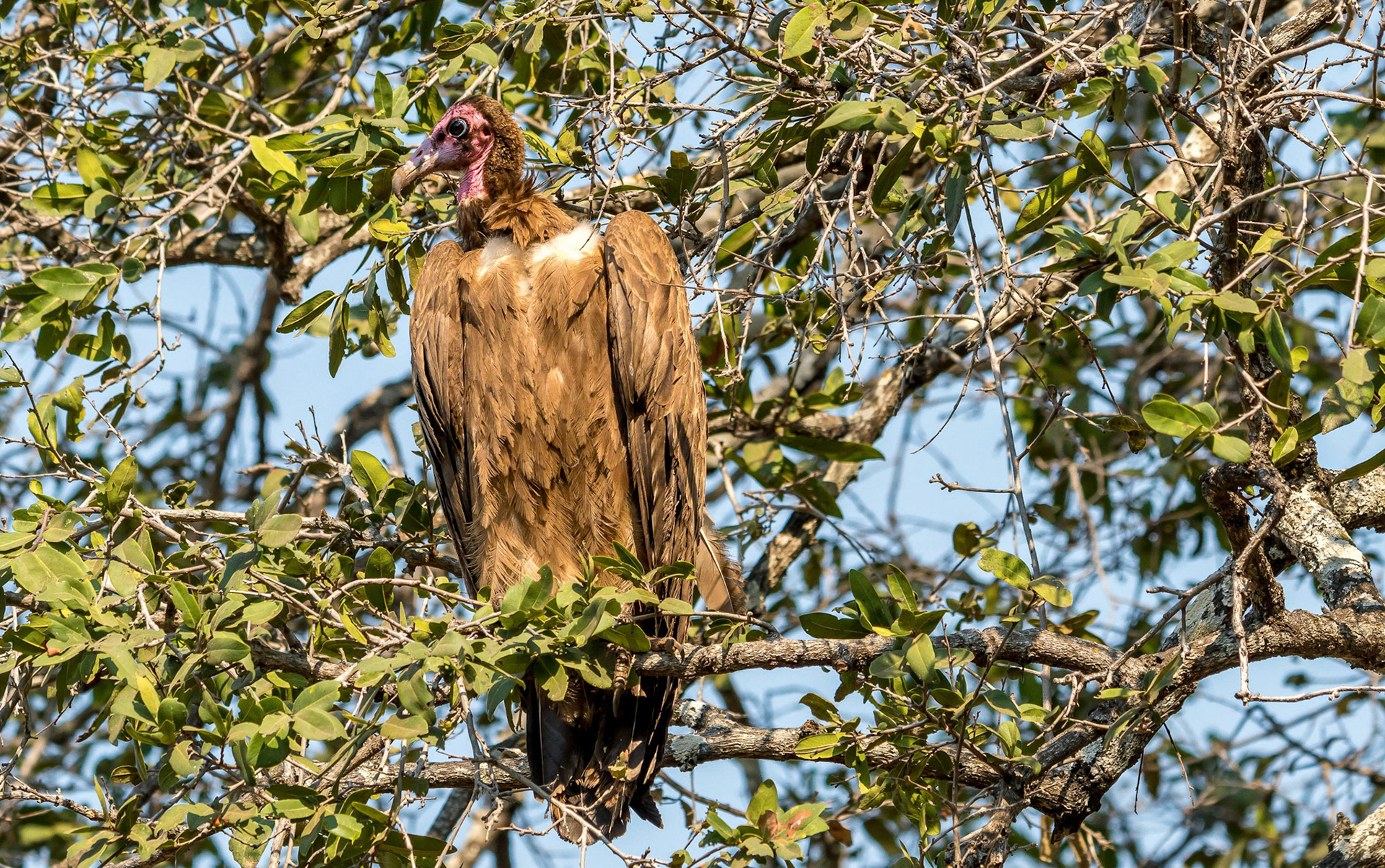 Lappet-faced Vulture, Kafunta Zambia 10/09/17