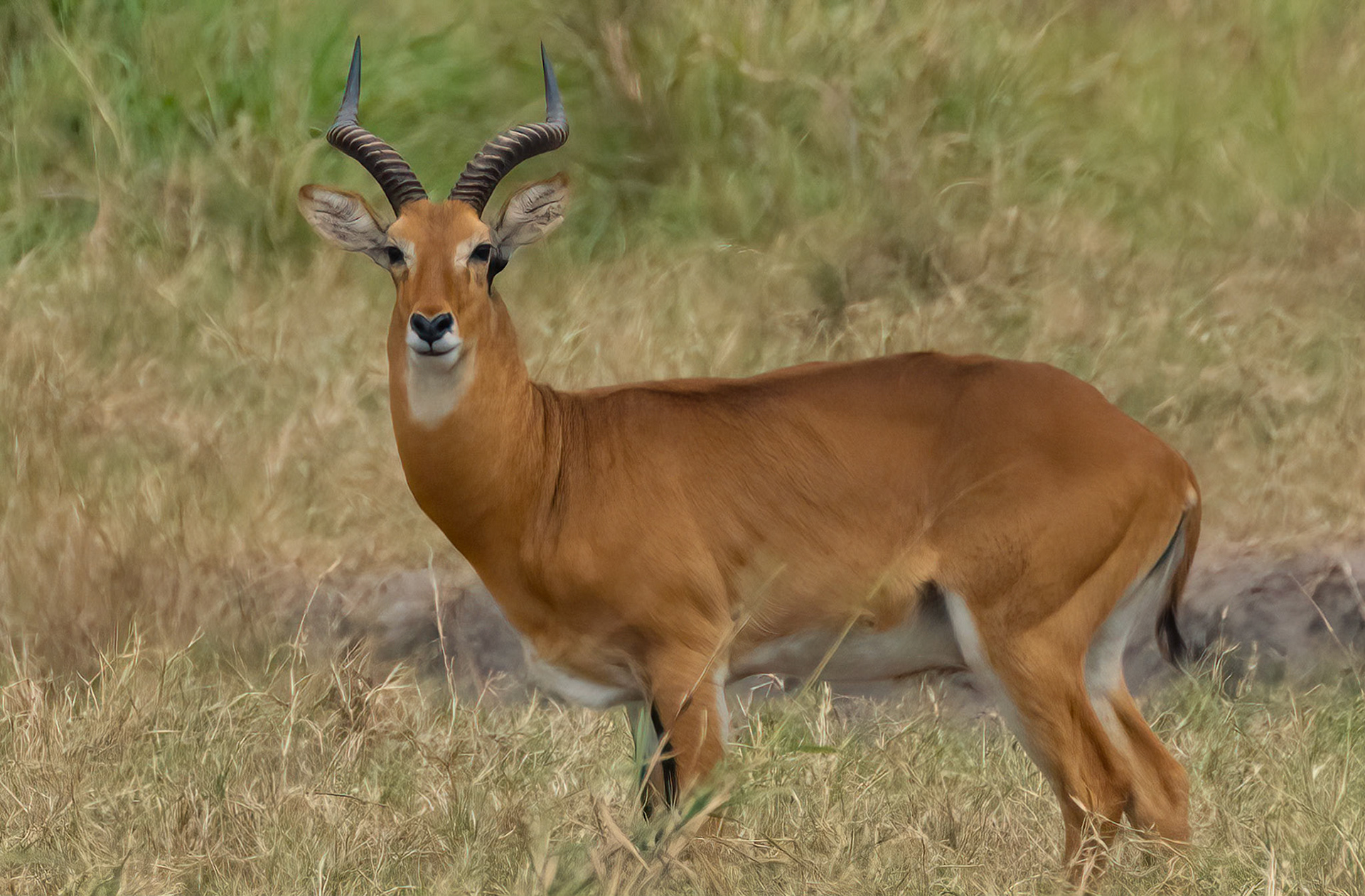 Ugandan Kob, Queen Elizabeth NP. Uganda. 04-08-23.