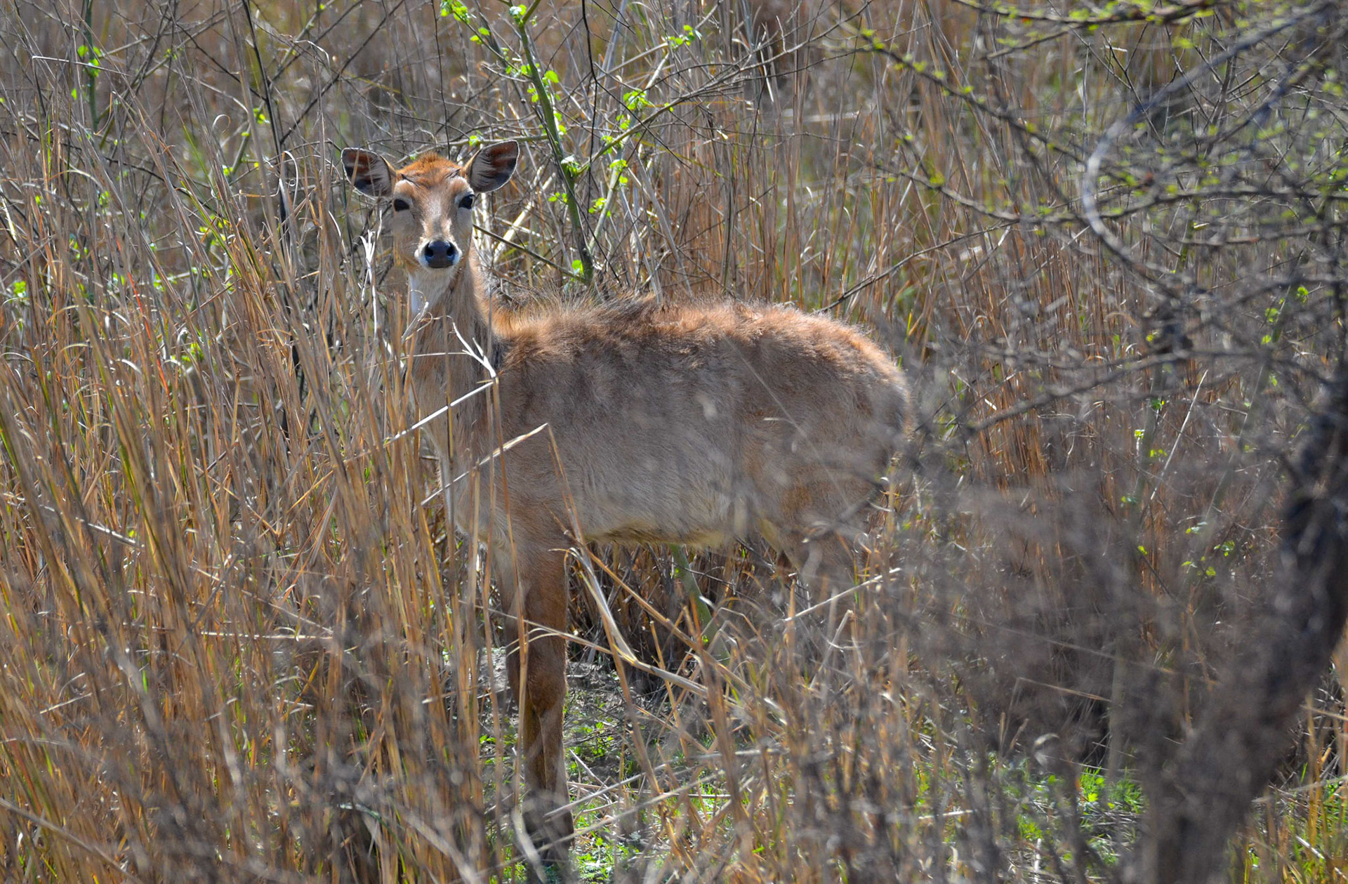 Nilgai Fawn, Sultanpur NP, Haryana India 08/03/14.