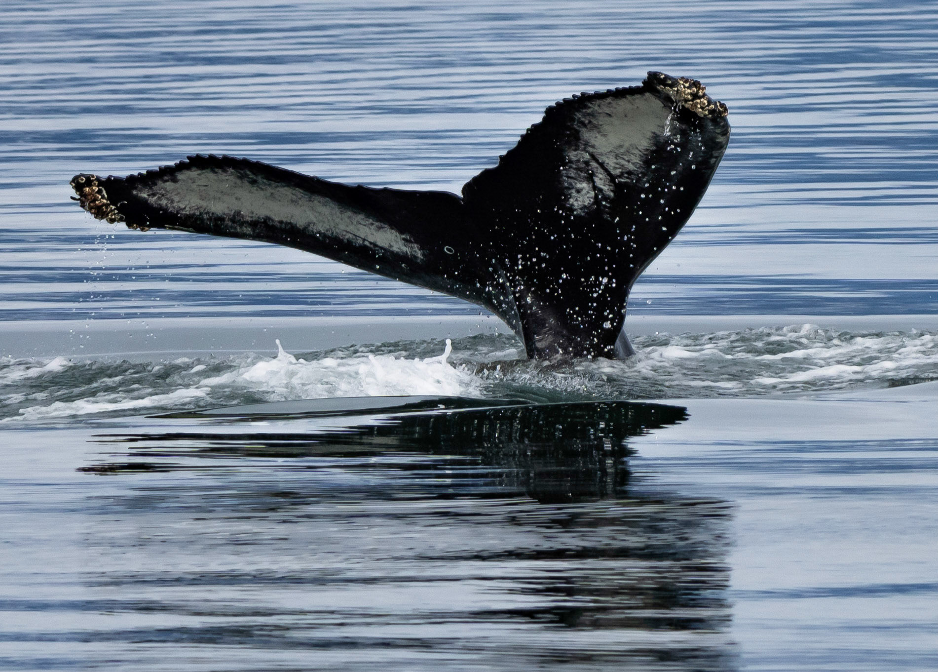 Humpback whale, tail fluke, Hornsund, Svalbard. 08-08-2022.