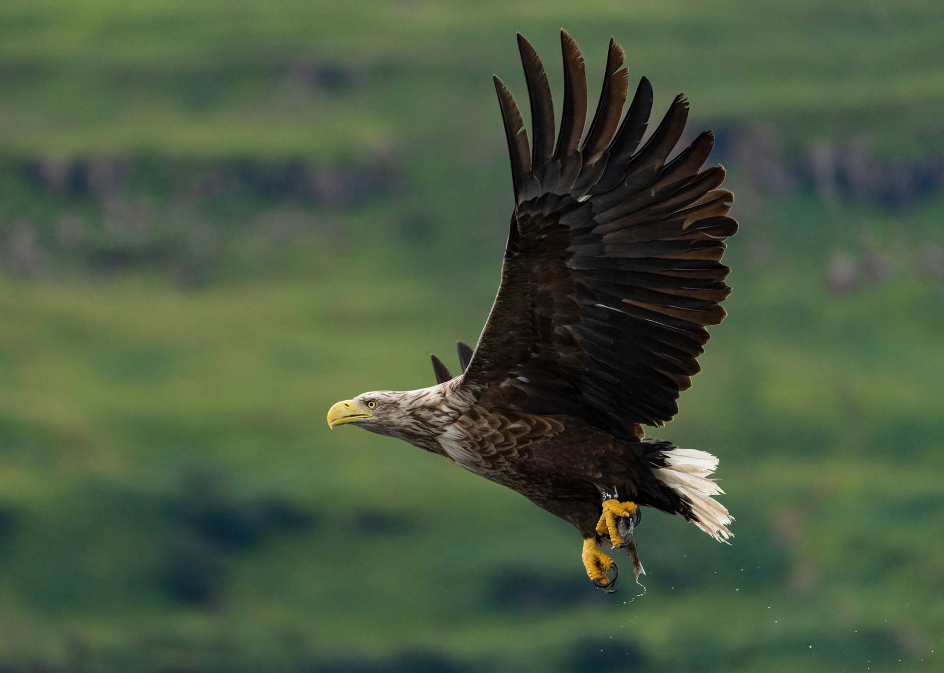 White-tailed Eagle, Loch Na Keal, Mull, Scotland. 06/08/21.