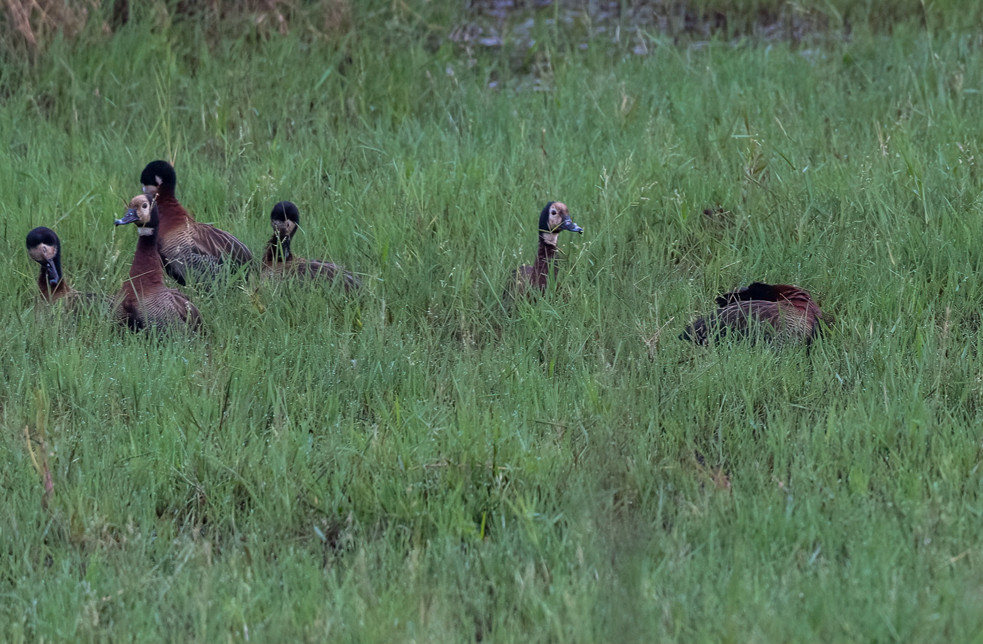 White-faced Whistling Duck, Masaka, Uganda. 07-08-23.