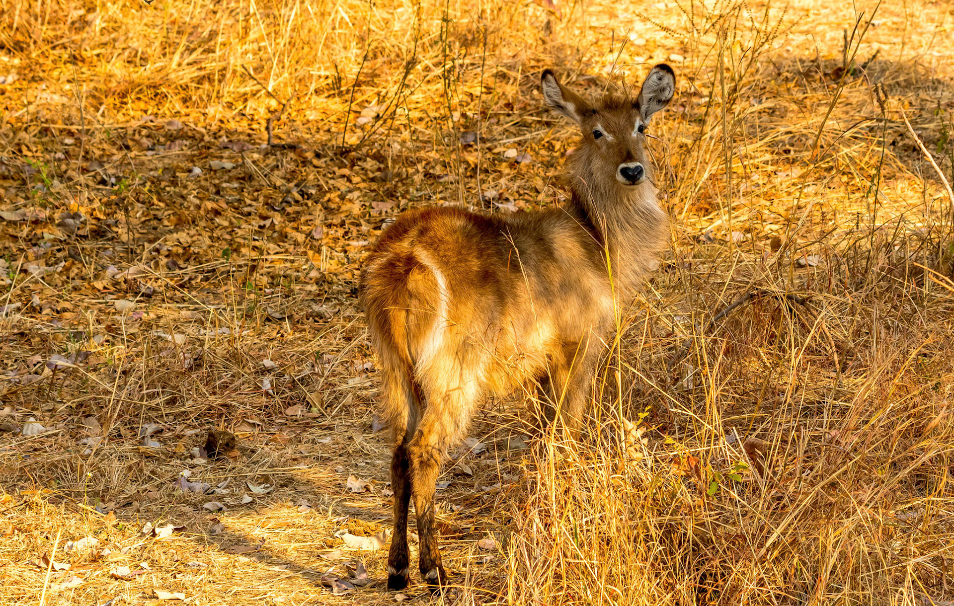 Waterbuck f, Kafunta Zambia 10/09/17
