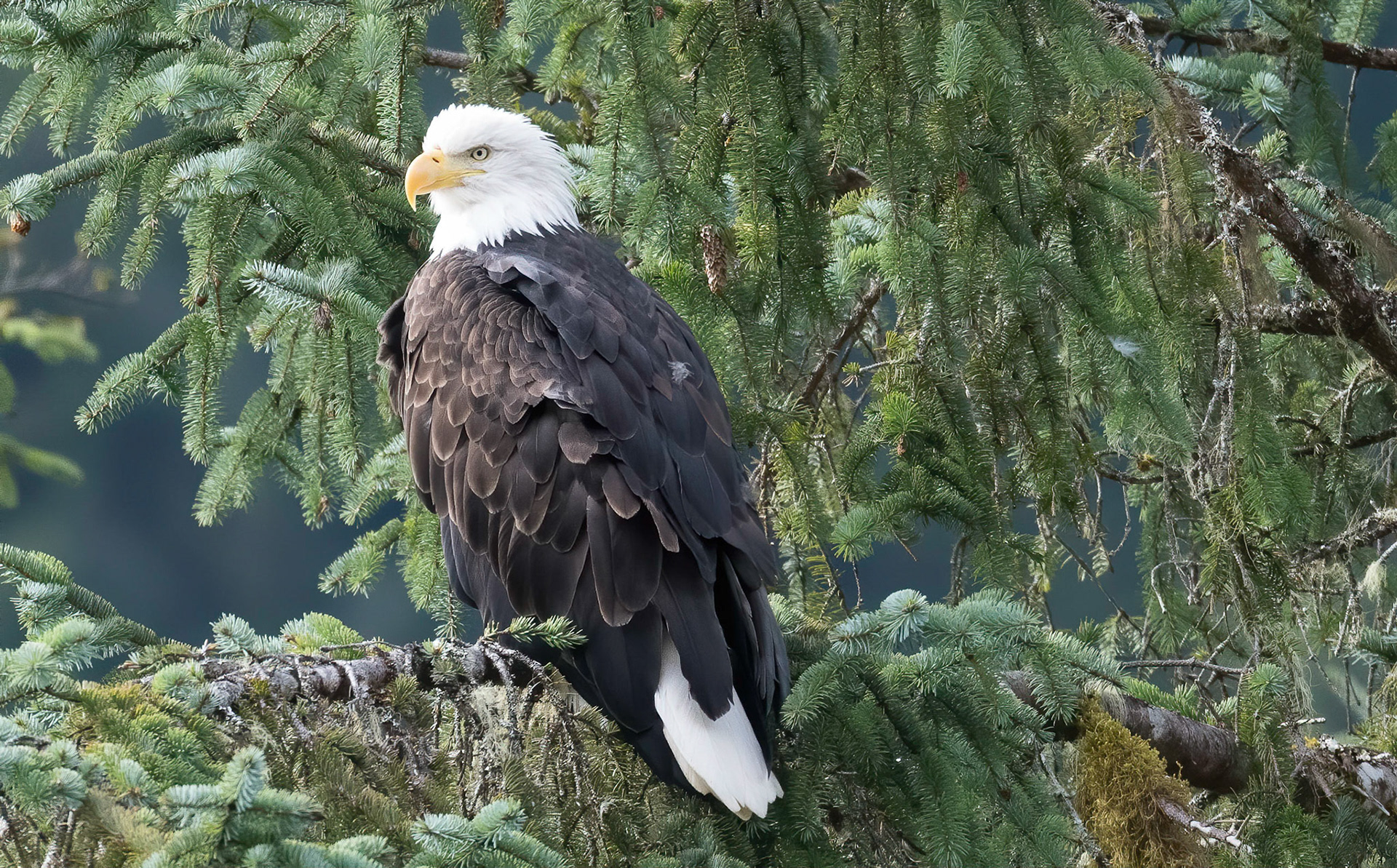 Bald Eagle. Nekite river estuary. B.C. 24/09/18
