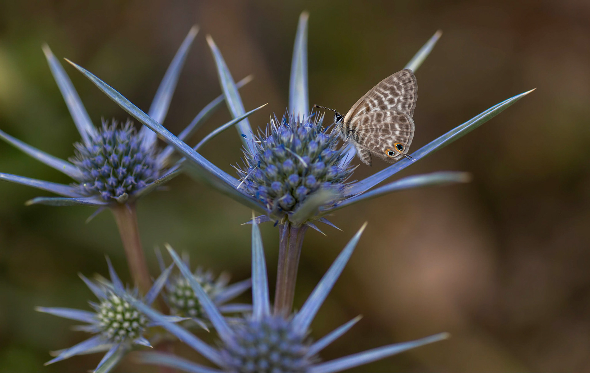 Long-tailed Blue, Cantabrian Mtns., Spain 20/07/16