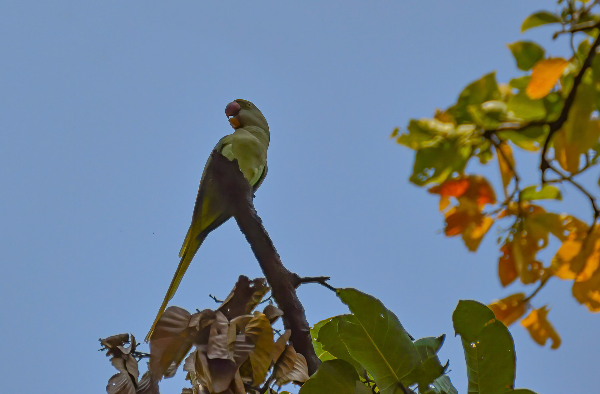 Alexandrine Parrot, Bandhavgarh, Madhya Pradesh India 18/03/14.