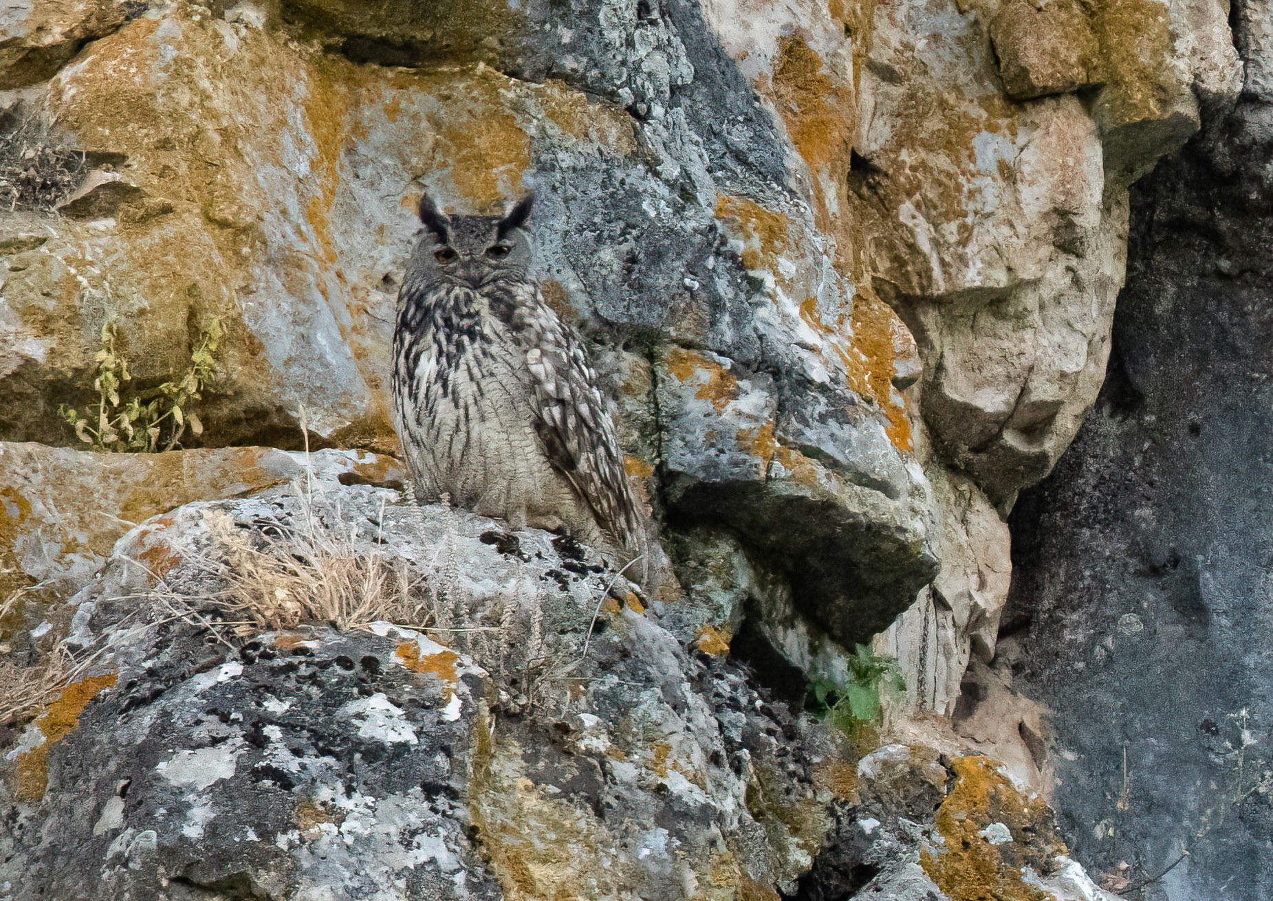 Eagle Owl, Adamuz, Spain. 31/05/22.