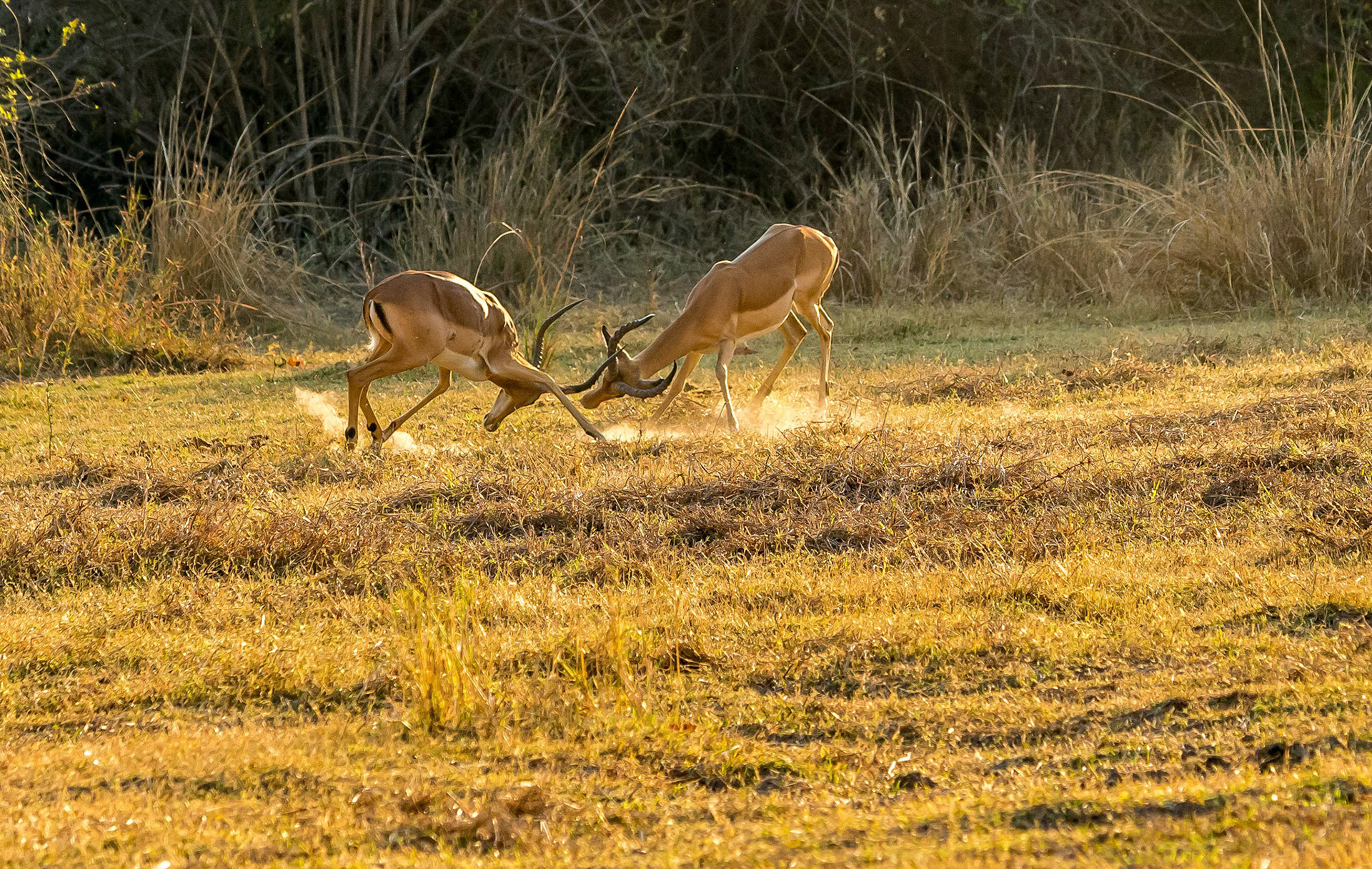 Male Impala, Kafunta Zambia 09/09/17