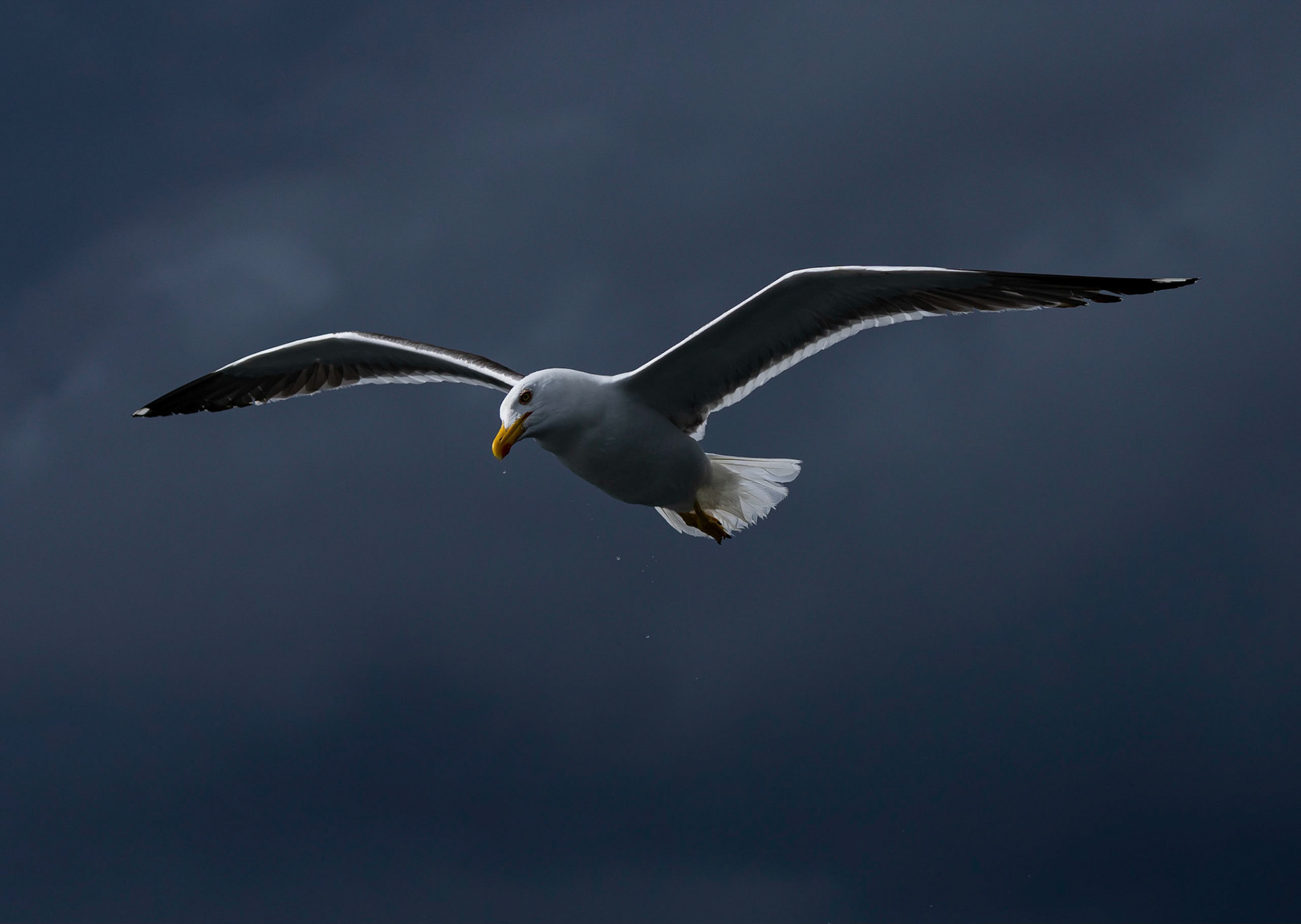 Lesser Black-back Gull, Loch Na Keal, Mull, Scotland. 05/08/21.