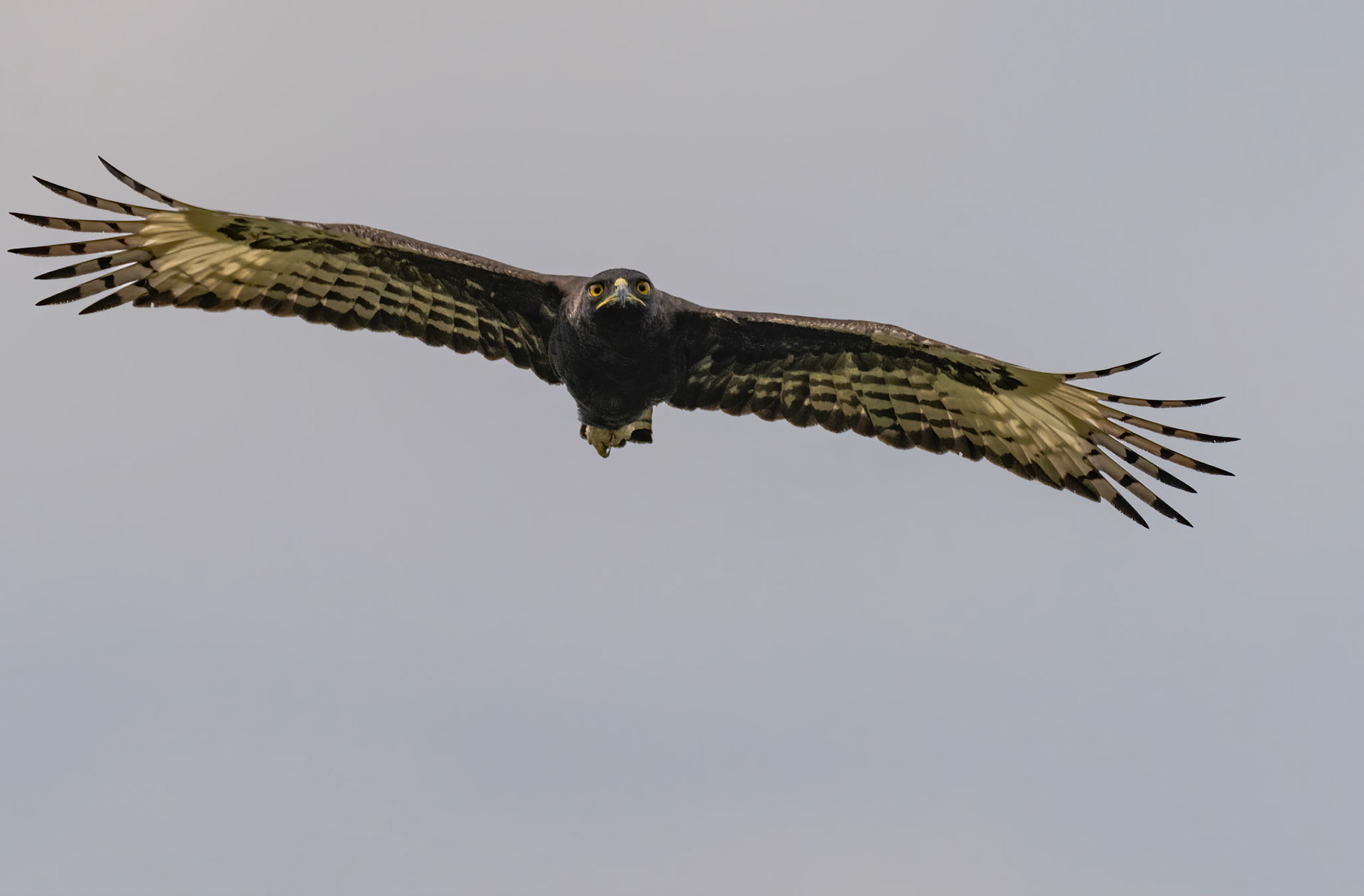 Long-crested Eagle, Queen Elizabeth NP. Uganda. 04-08-23.