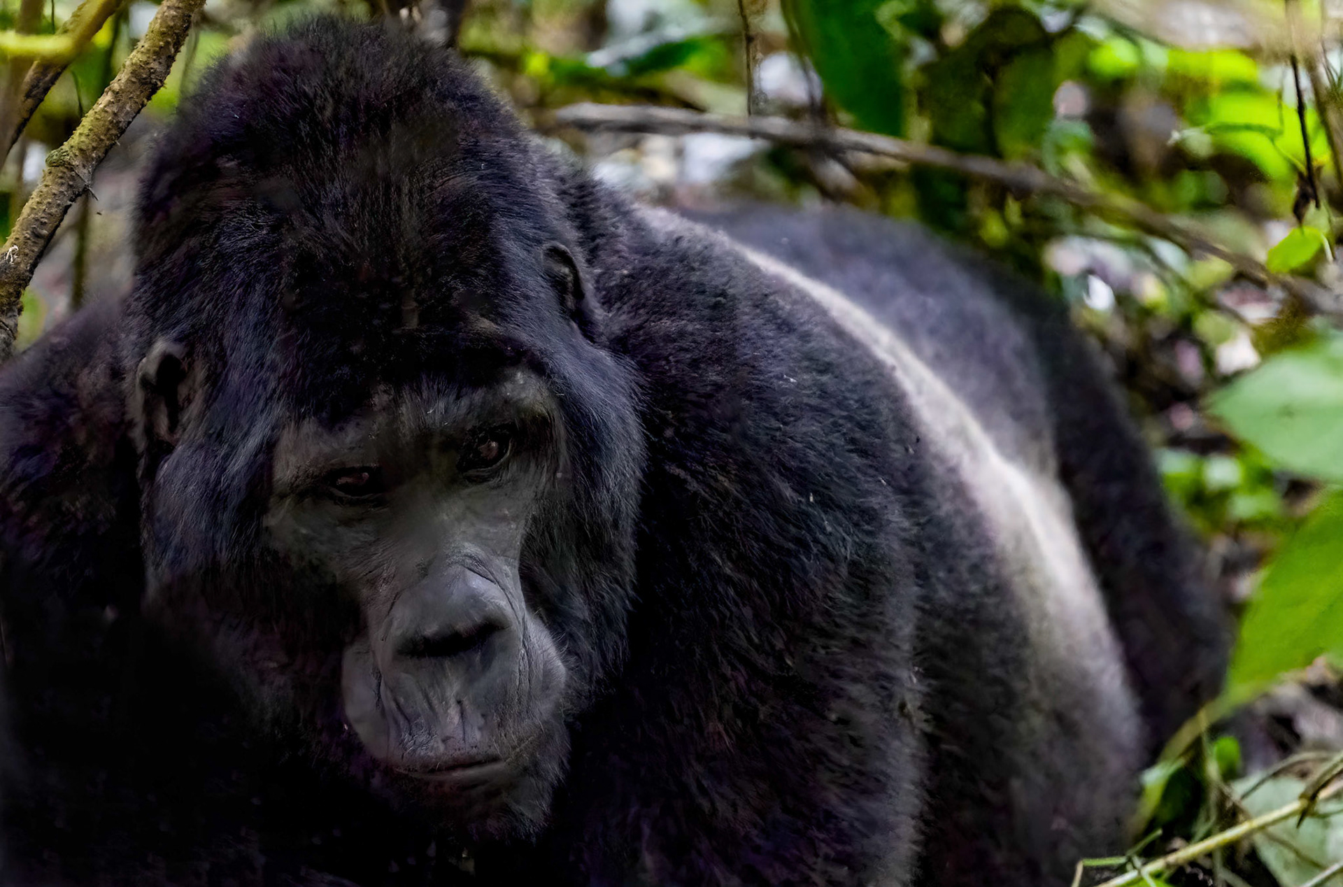 Silverback male, Katwe Gorilla Family, Bwindi NP. Uganda. 05-08-23.