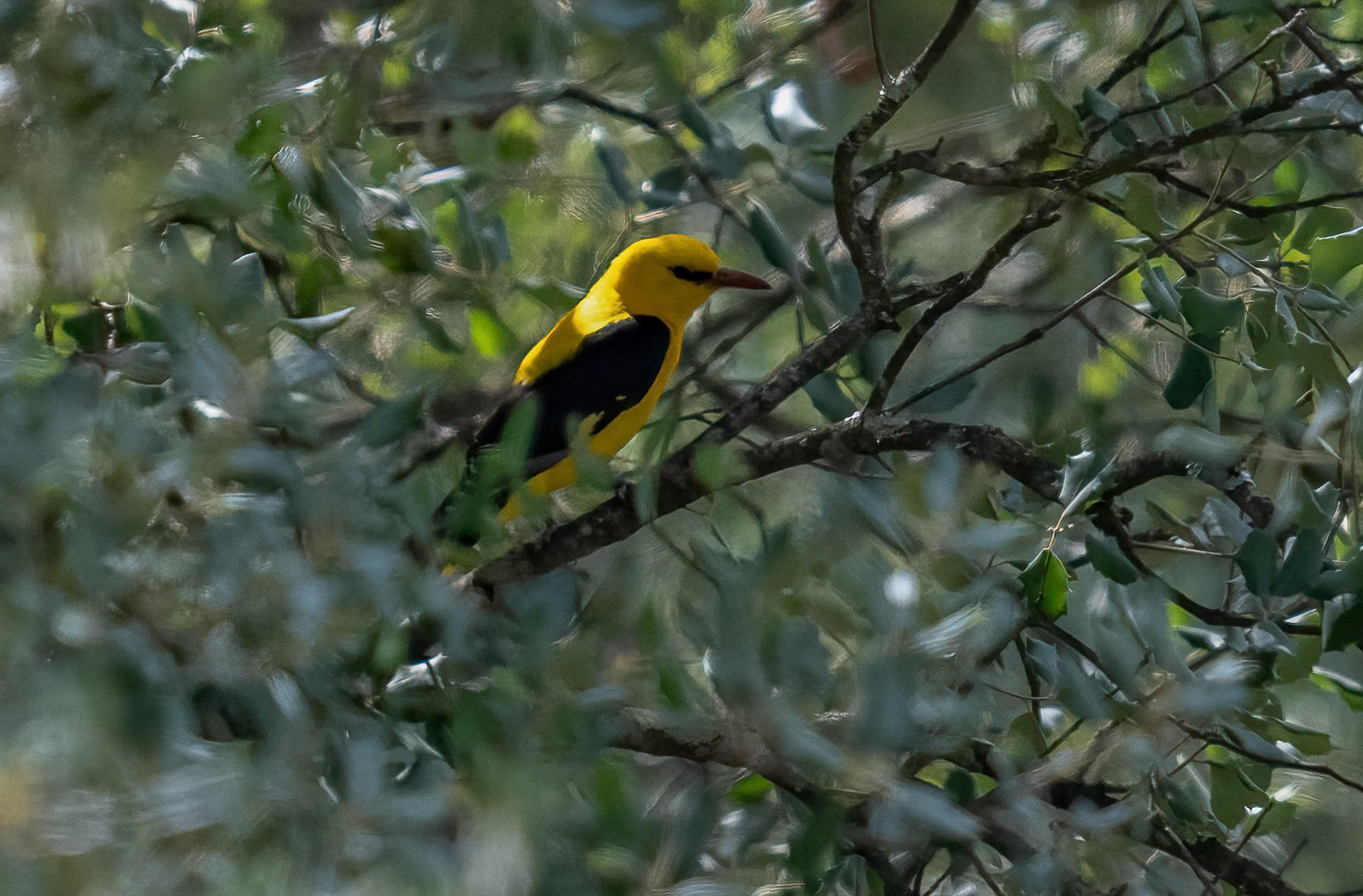 Golden Oriole, Adamuz, Andalucia. Spain. 30-05-23.