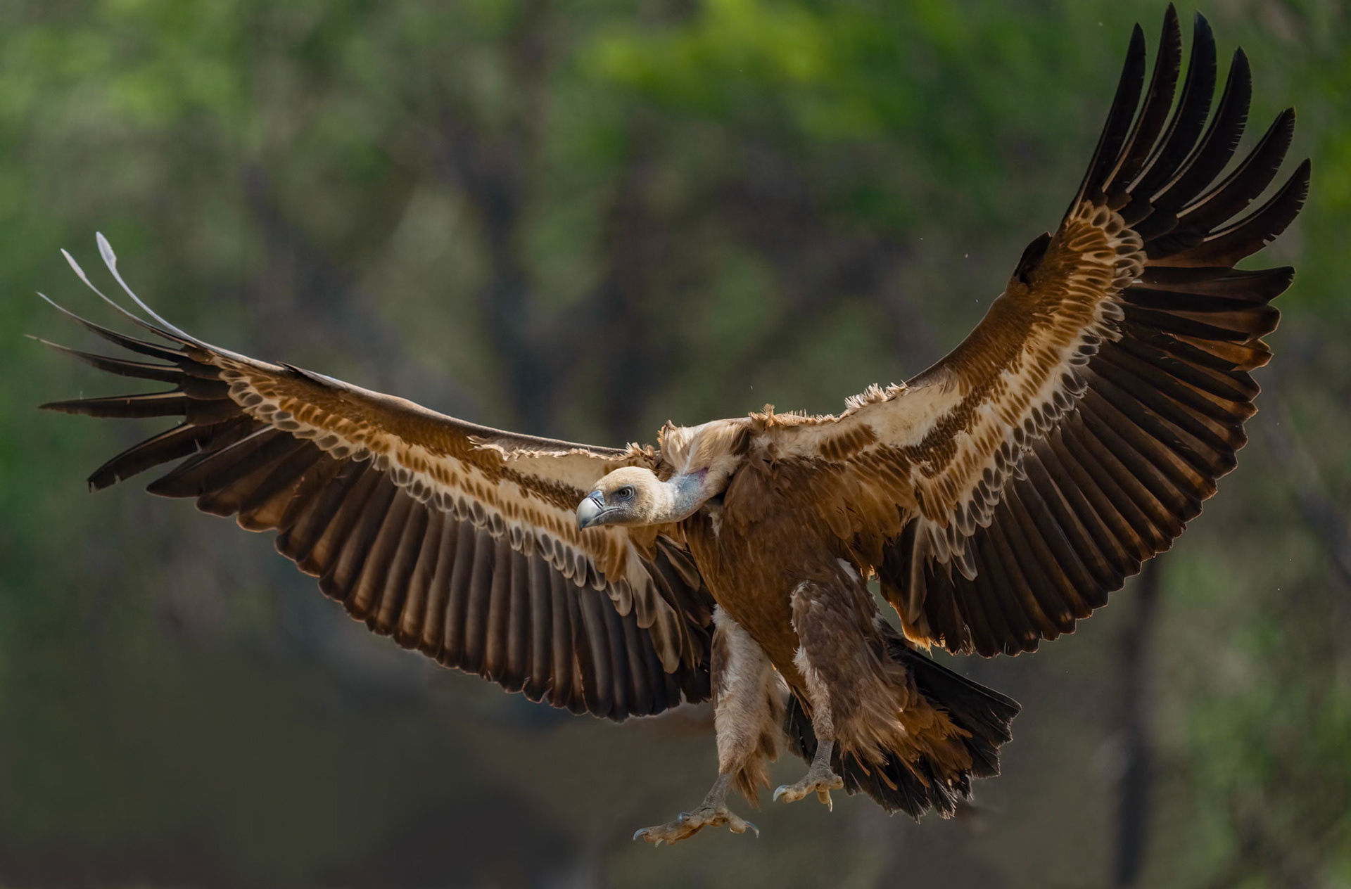 Griffon Vulture,  Adamuz, Andalucia Spain. 29-05-23.