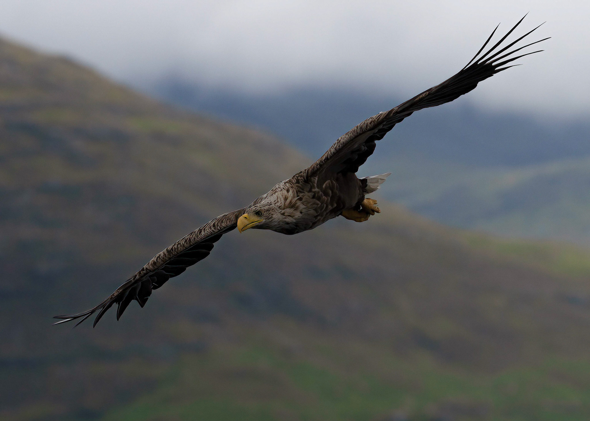 White-tailed Eagle, Loch Na Keal, Mull, Scotland. 06/08/21.