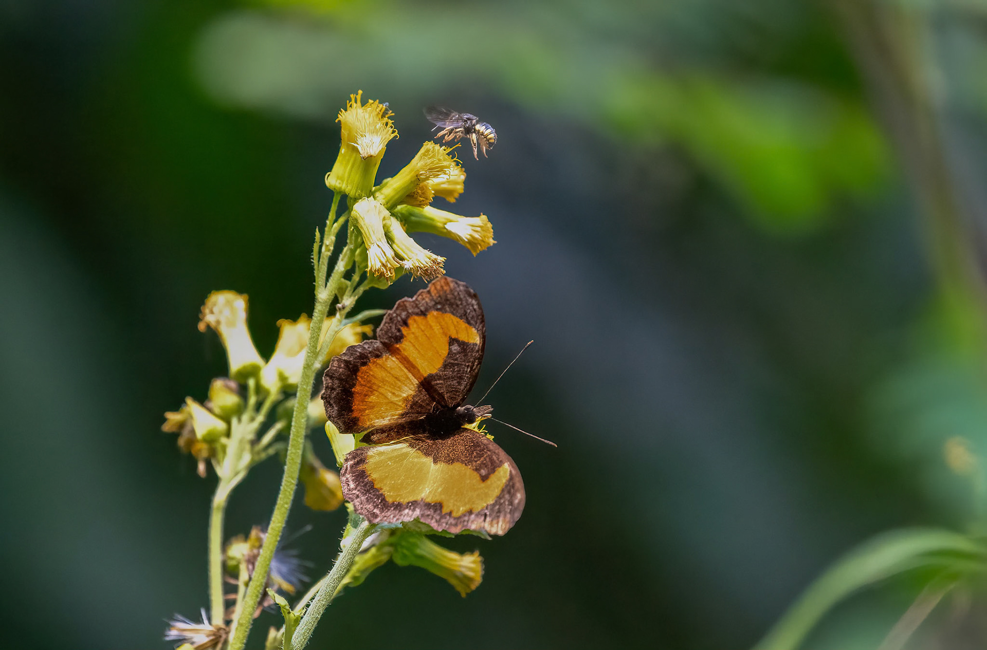 Ladies Maid, Bwindi Forest, Uganda. 05-08-23.