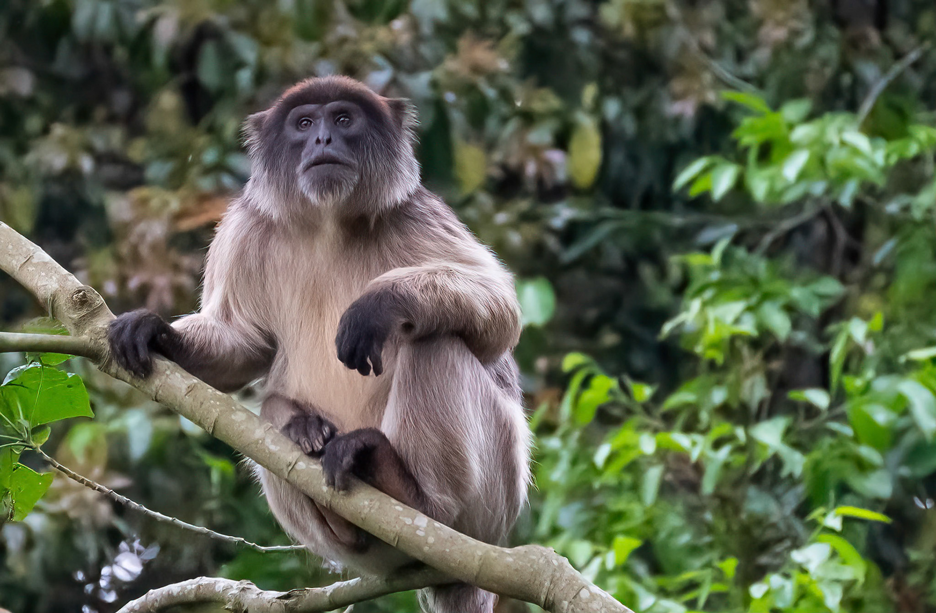 Red Colobus Monkey, Bigodi Swamp, Uganda. 03-08-23.