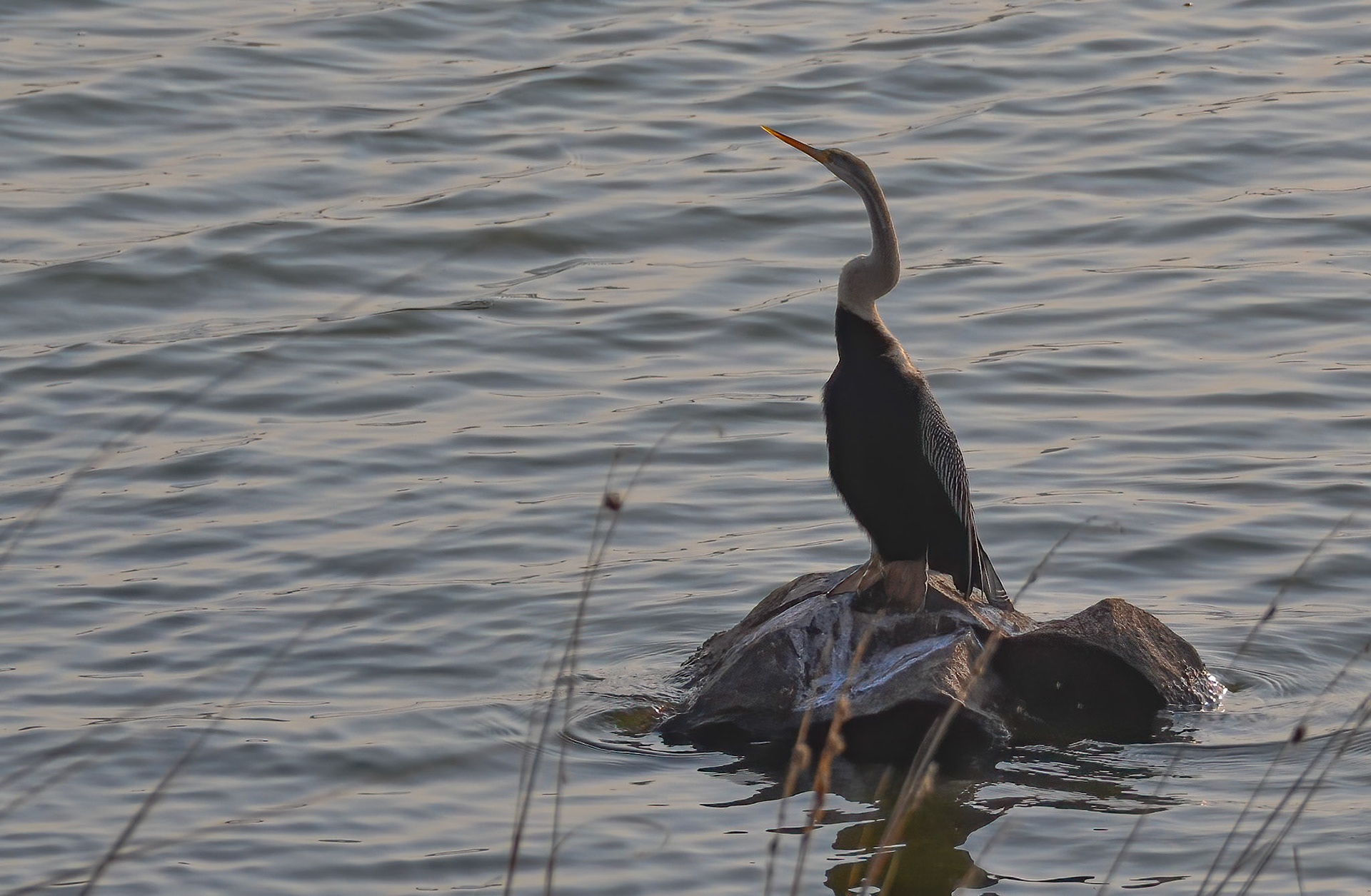 Oriental Darter, Ranthambore NP, Rajasthan India 12/03/14.