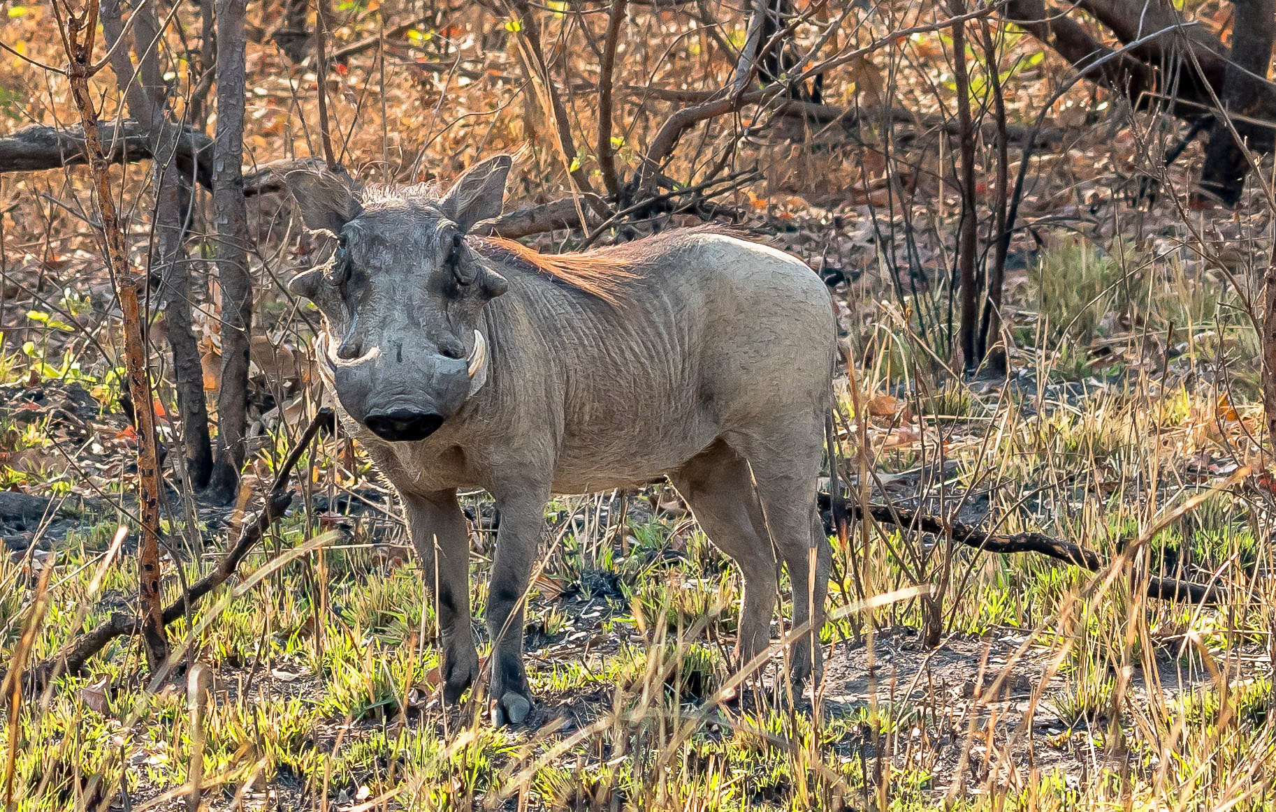 Warthog m, Mukambi Zambia 02/09/17