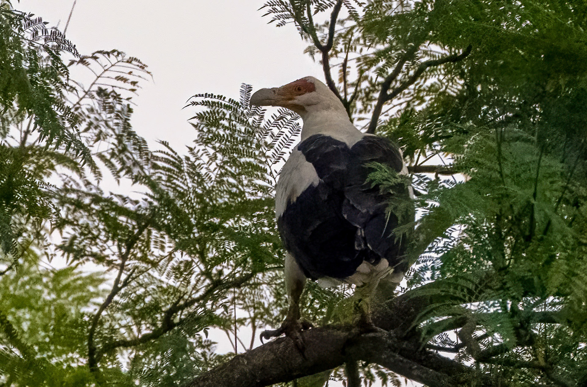 Palm-nut Vulture, Chimpanzee Forest Lodge near Kibale, Uganda. 04-08-23.