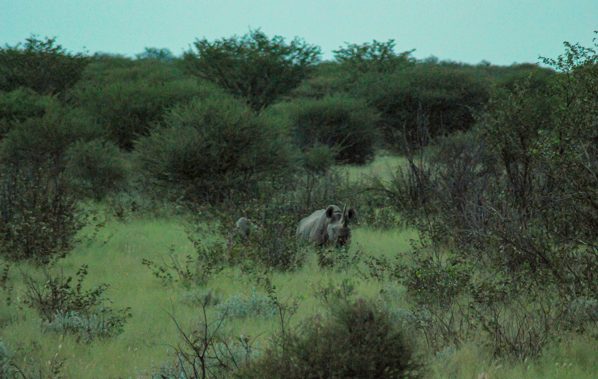 Black Rhino f + Calf, Etosha Namibia 22/04/09