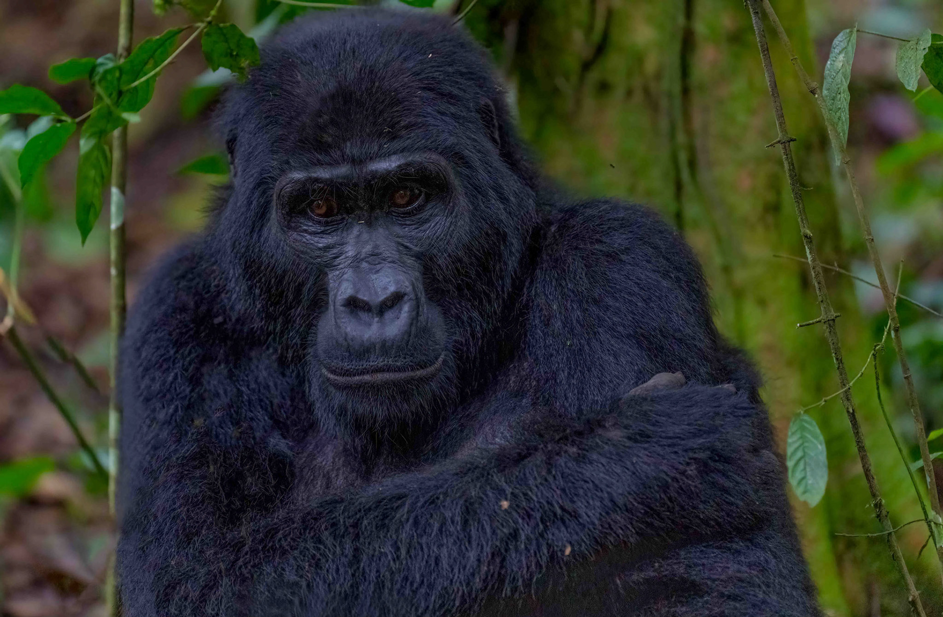 Adult female, Katwe Gorilla Family, Bwindi NP. 05-08-23.