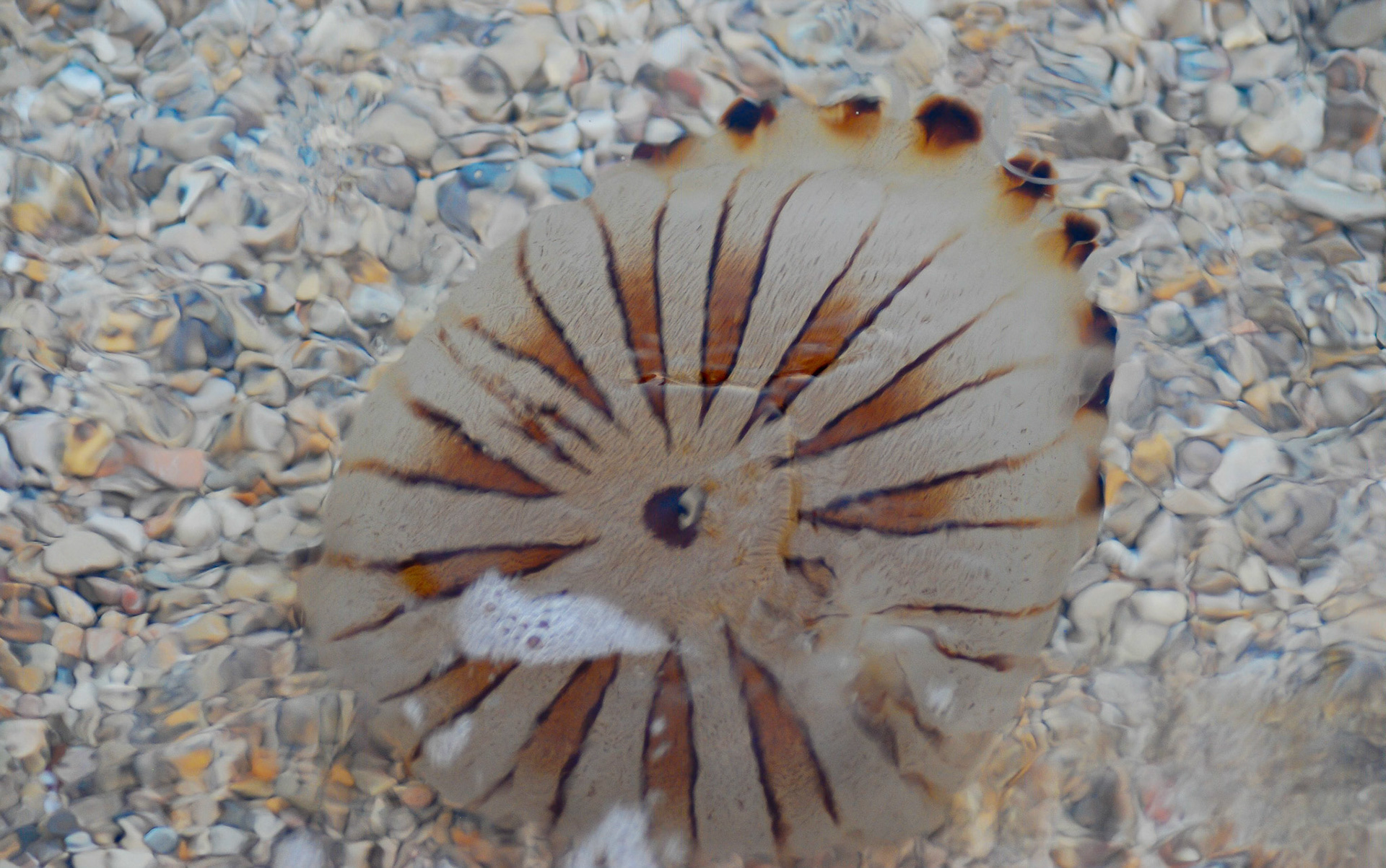 Adriatic Brown Jellyfish, Cala de Morag Spain 01/06/09