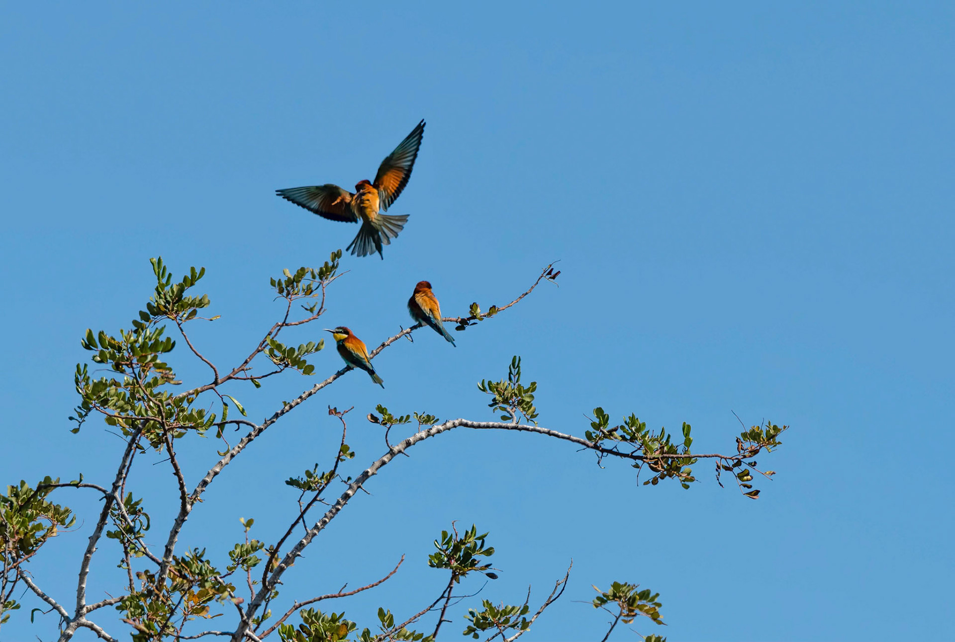 Bee-eaters, La Biar, Spain, 27/04/19
