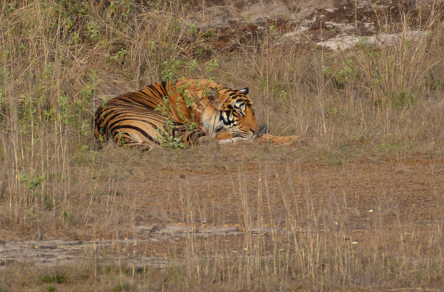 Male Tiger, Bandhavgarh, Madhya Pradesh India 18/03/14.