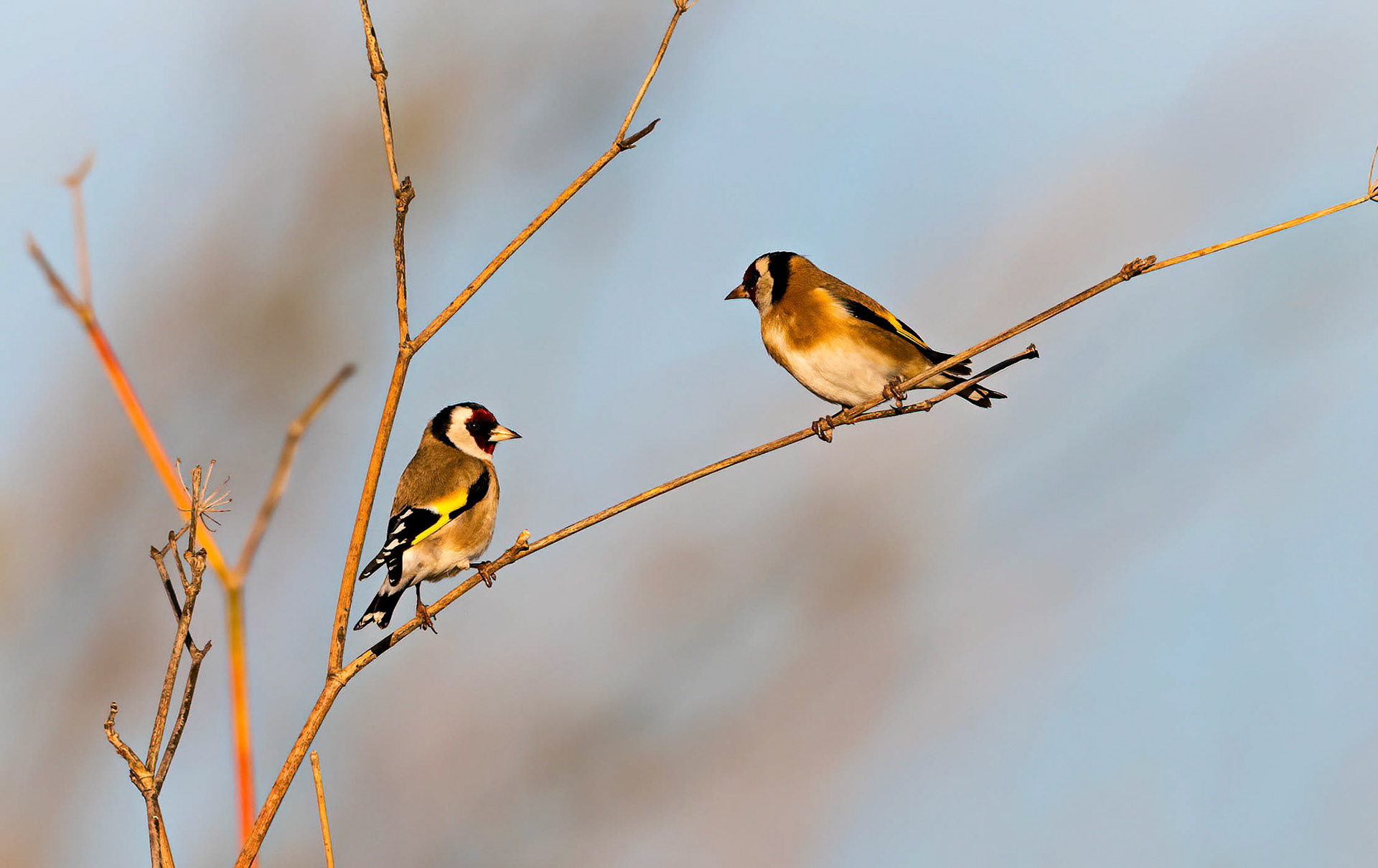 Goldfinches, La Biar Spain 15/12/18