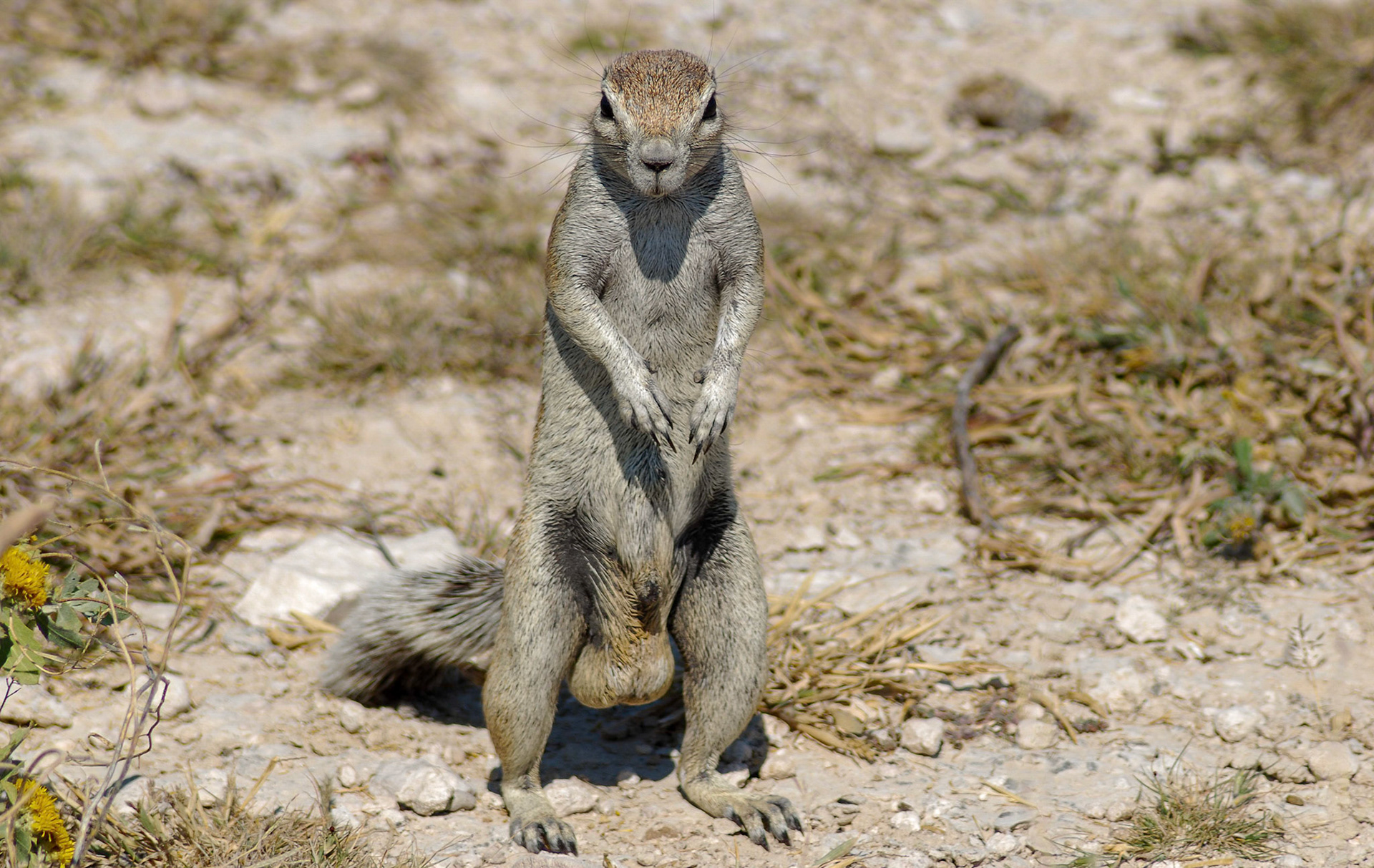 Ground Squirrel m, Etosha Namibia 21/04/09