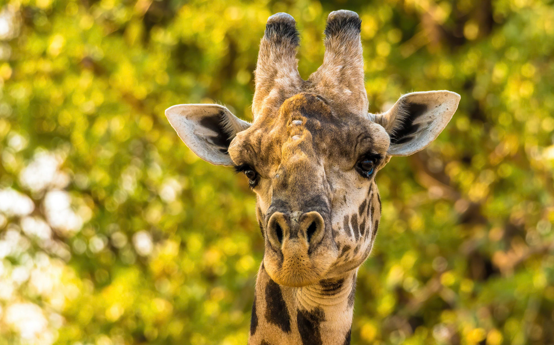 Thornicroft's Giraffe, Kafunta Zambia 07/09/17