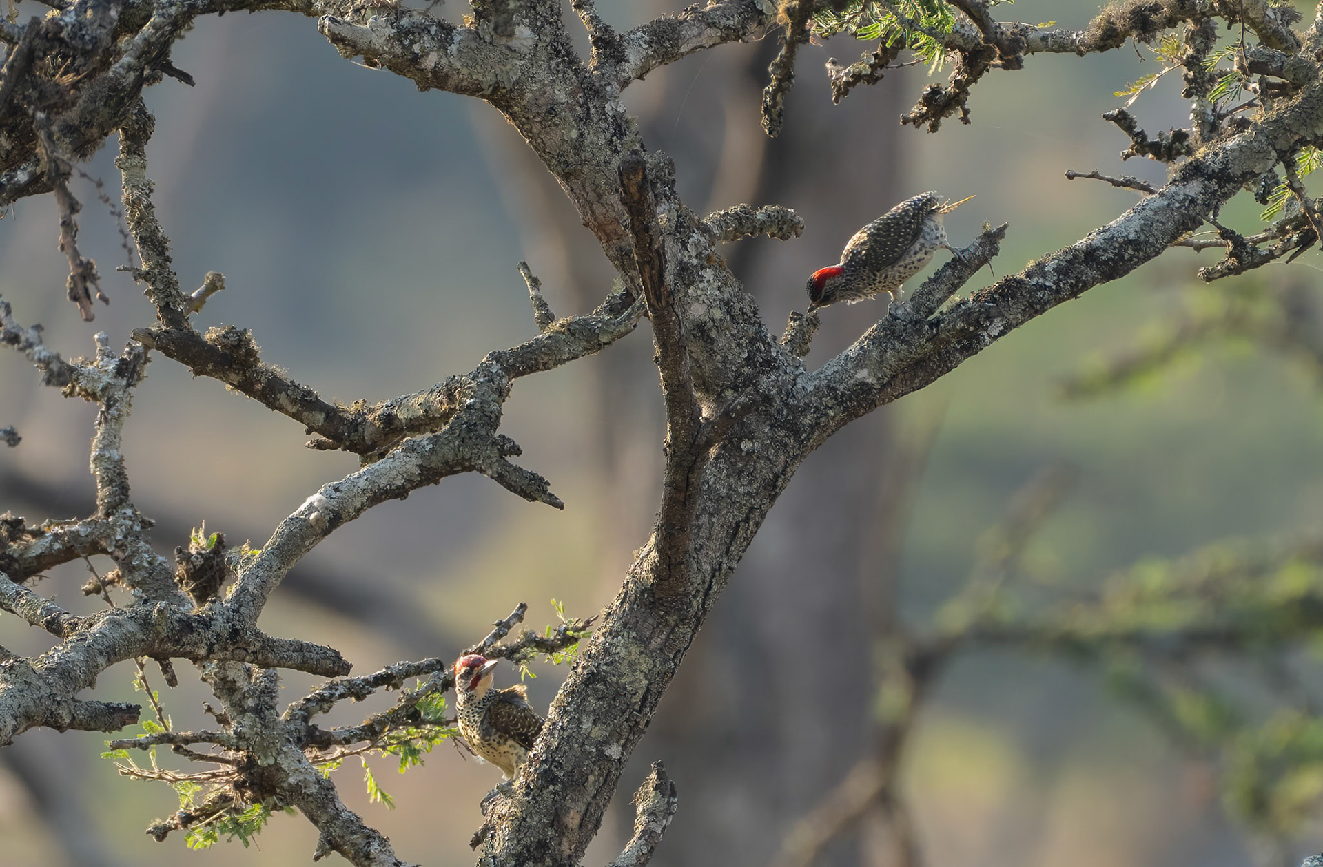Nubian Woodpeckers, Lake Mburo, Uganda. 06-08-23.