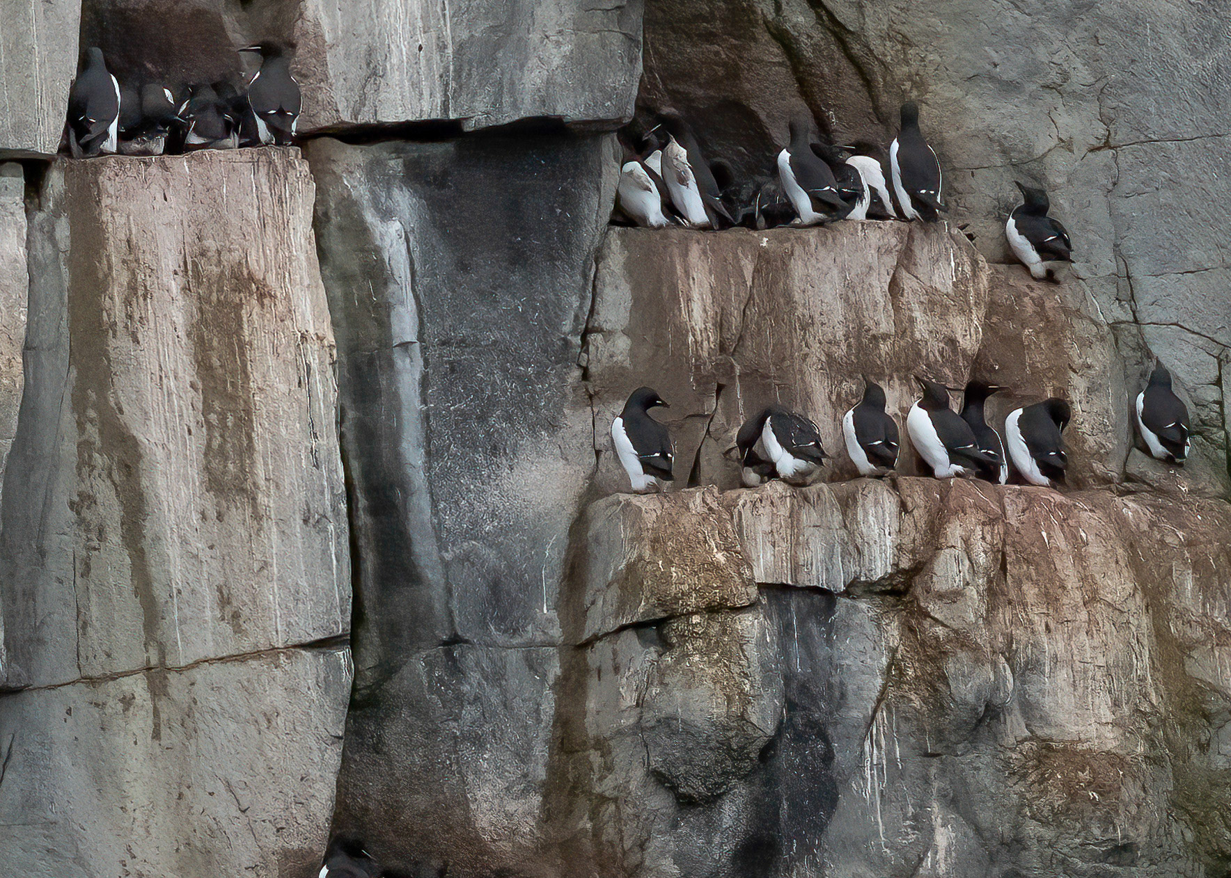 Brunnich's Guillemots, Alkefjellet cliffs, Hinlopen Strait, Svalbard. 04-08-2022.