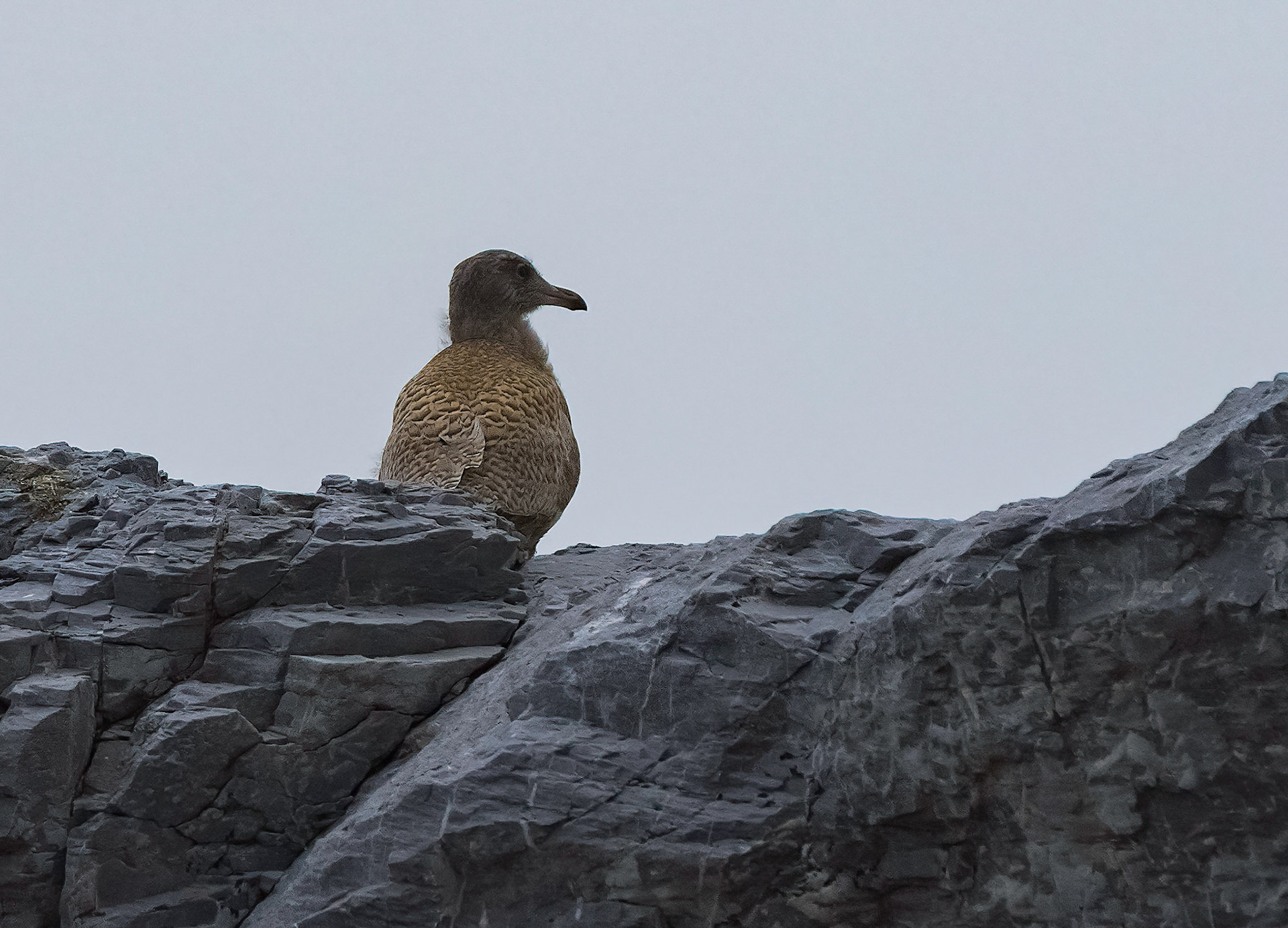 Glaucous Gull chick, Gnalodden, Svalbard. 07-08-2022.