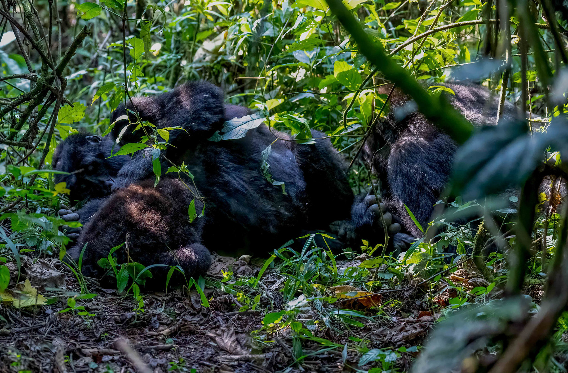 Silverback male + female + infant, Katwe Gorilla Family, Bwindi NP. Uganda. 05-08-23.