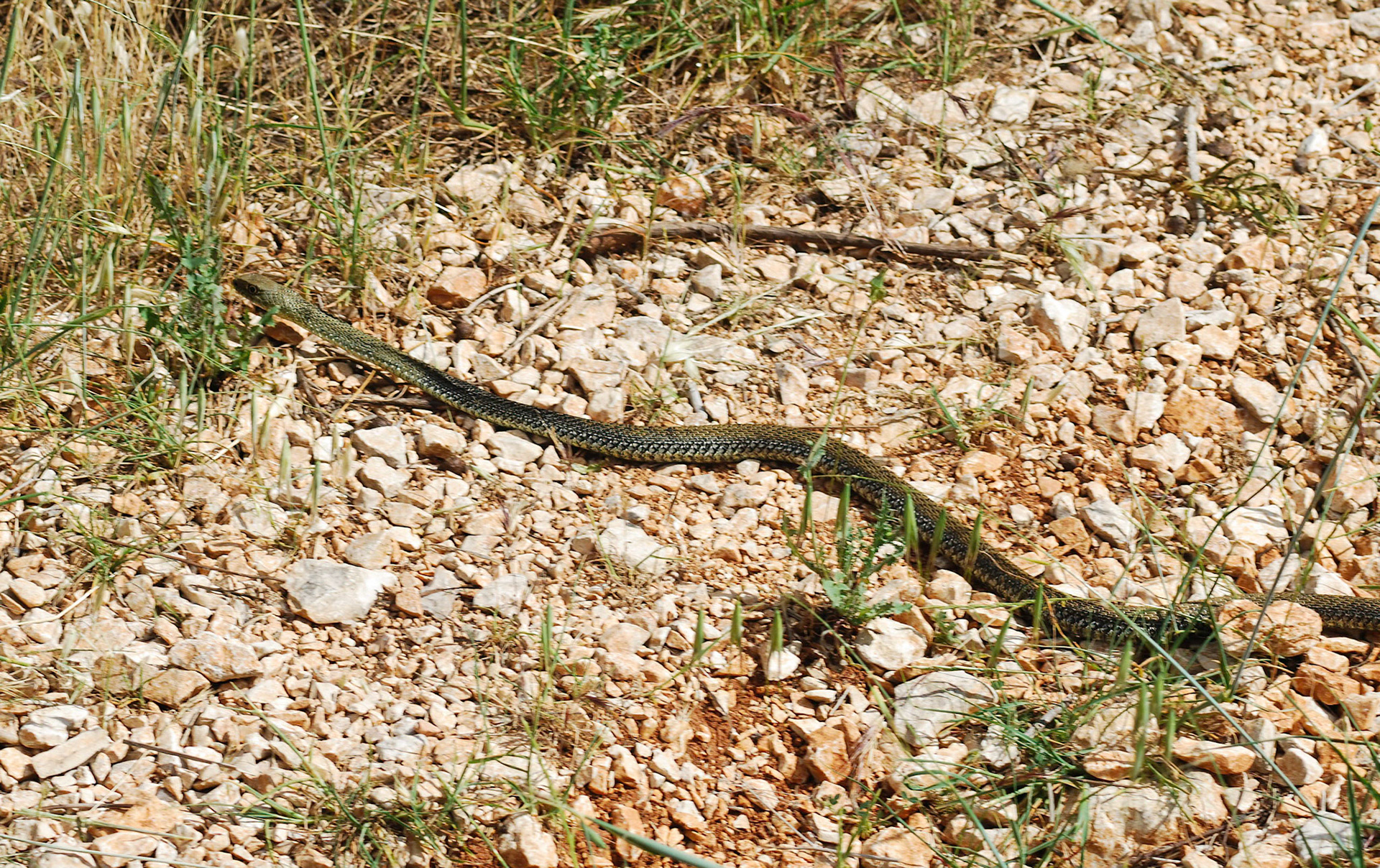 Montpellier Snake, Val D'Ebo, Spain 06/06/09