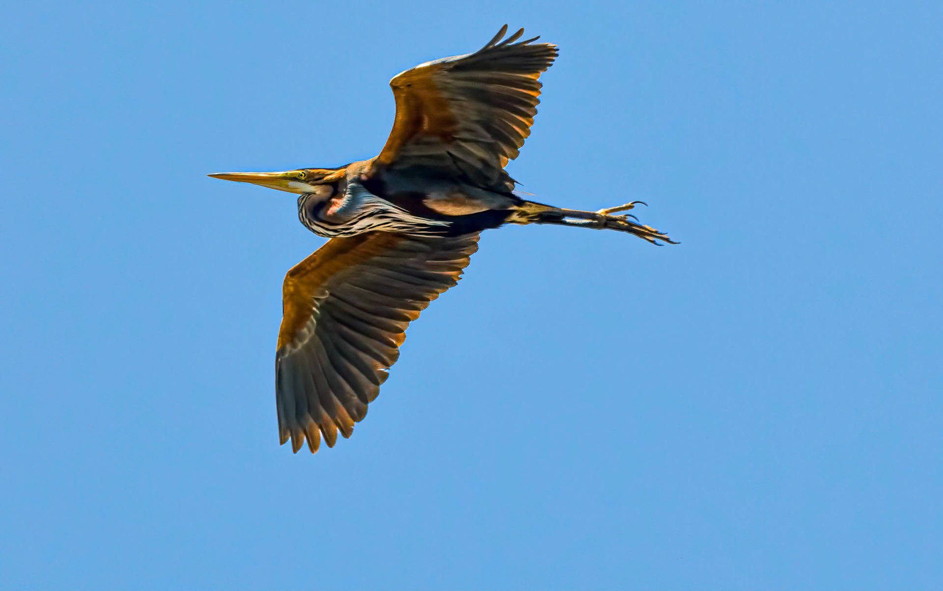 Purple Heron, Pego Marsh Spain 26/04/19