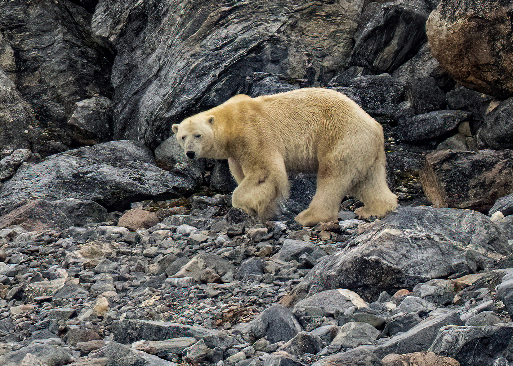 Male Polar Bear walking the shoreline past Virgohamna, Svalbard. 03-08-2022.