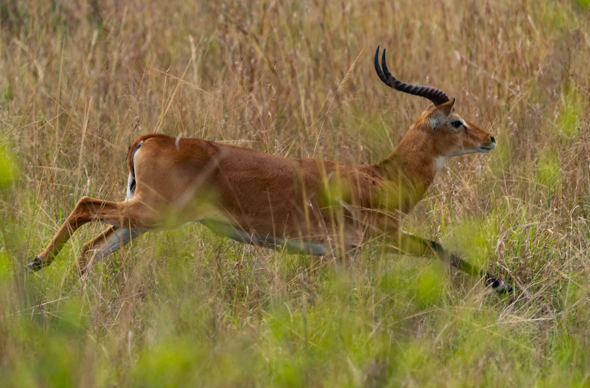 Ugandan Kob, Queen Elizabeth NP. Uganda. 04-08-23.